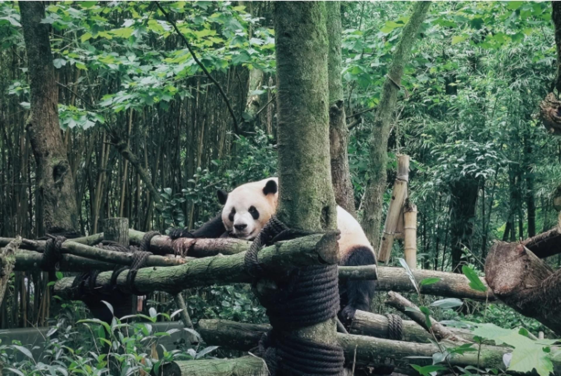 Chengdu Dujiangyan & Panda Valley Day Experience - Thumbnail 3