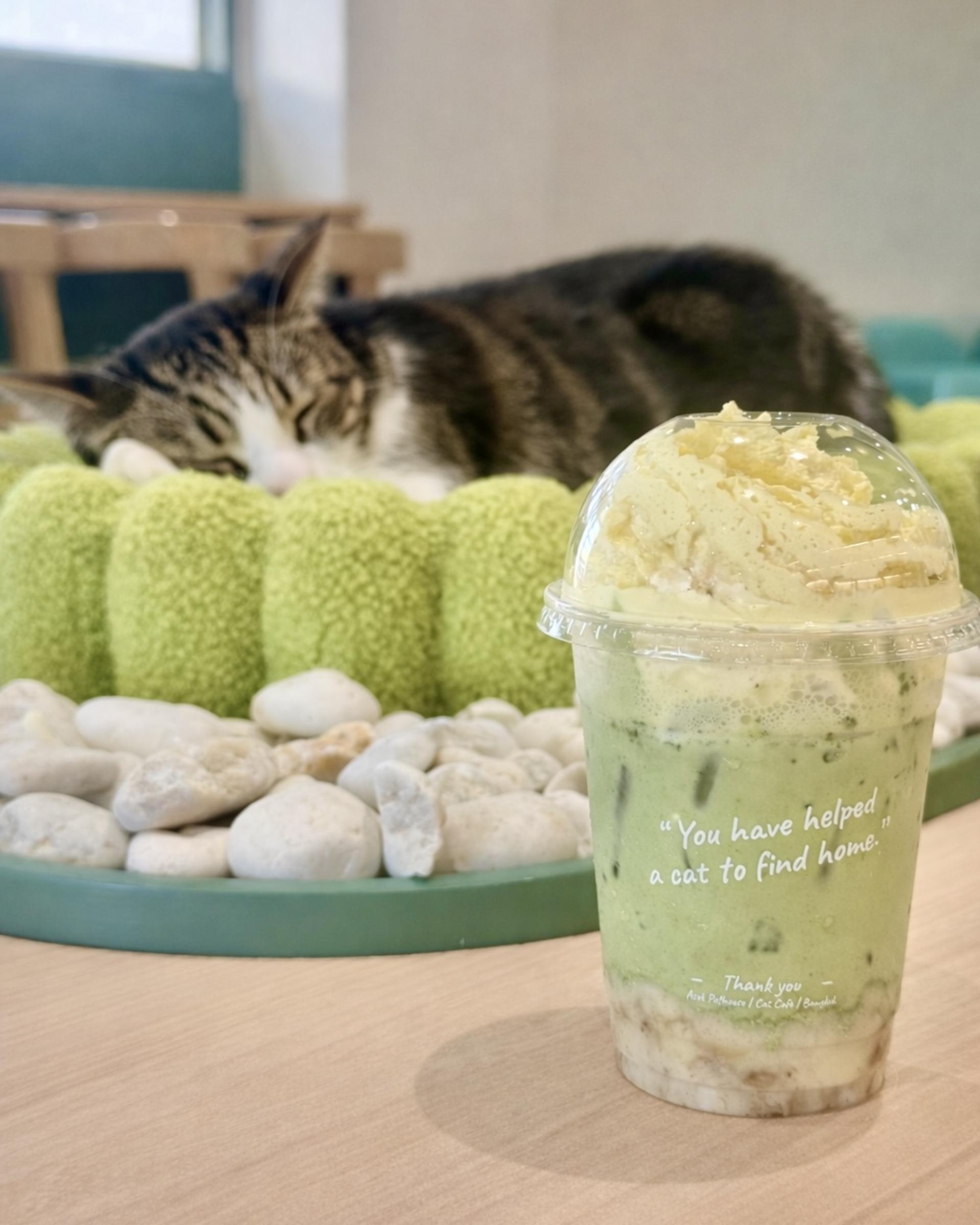 Asok Pethouse Cat Cafe, Bangkok (BTS Asok) - Thumbnail 14