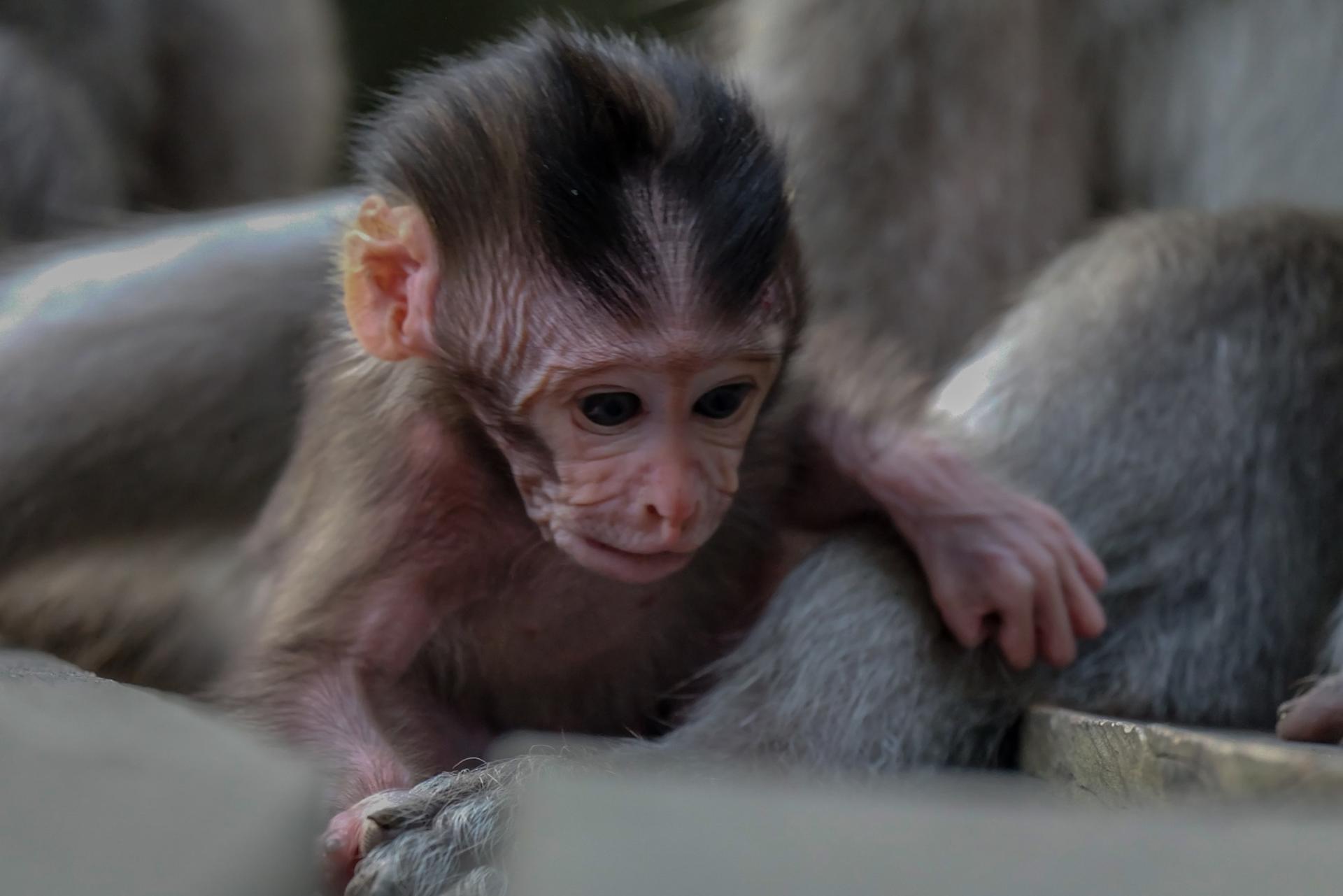 Bali Monkey Forest, Art Village, & Traditional Market Private Day Tour with Kecak Fire Dance Show - Thumbnail 2