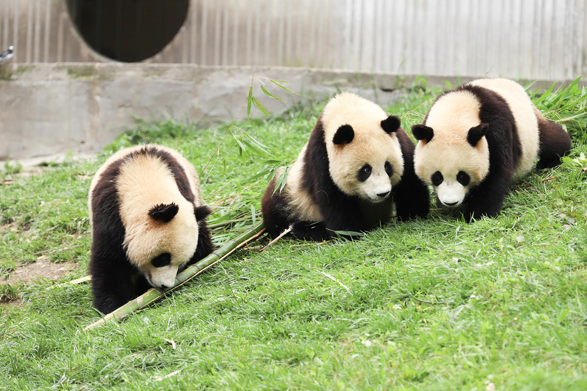 Chengdu Panda Base & Huanglongxi Ancient Town Private Day Tour - Thumbnail 2