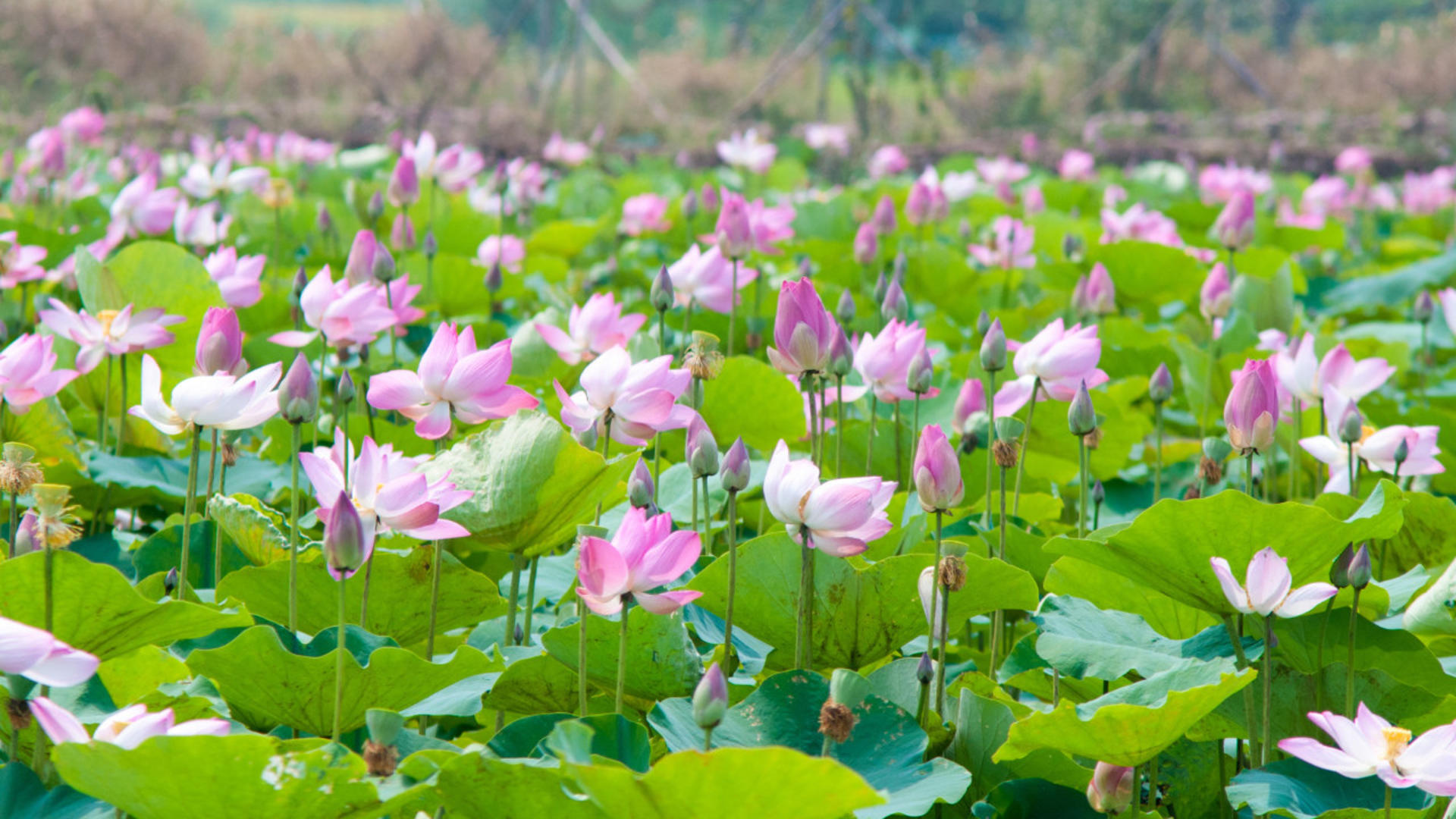 Dong Thap, Sa Dec & Dinh Yen Mat-Weaving Village Day Tour - Image 1