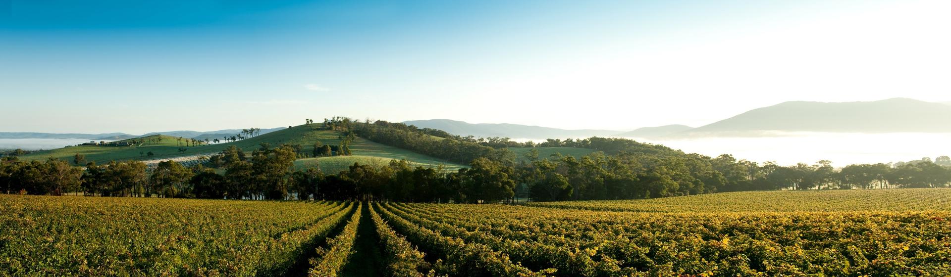 Yarra Valley Wine Day Tour from Melbourne - Thumbnail 6