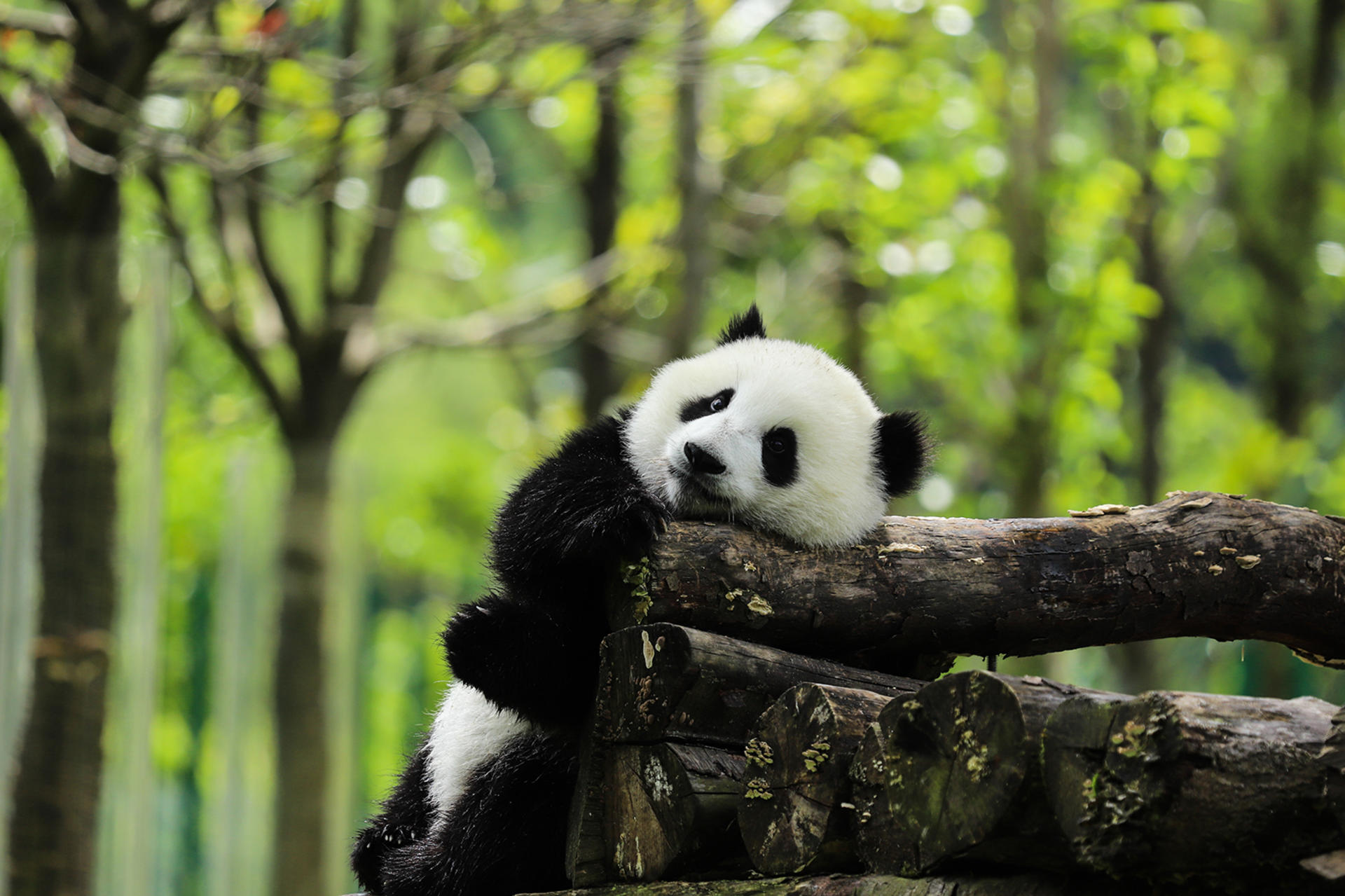 Chengdu Giant Panda Base + Hanfu Travel Photography & Sichuan Opera Experience Day Tour - Image 1