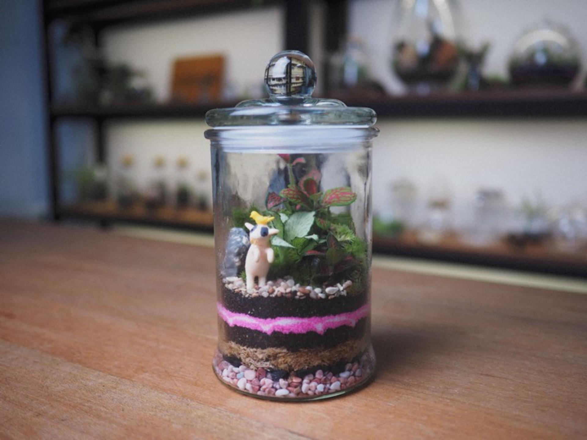 Rainforest Terrarium Workshop in Yishun - Thumbnail 9