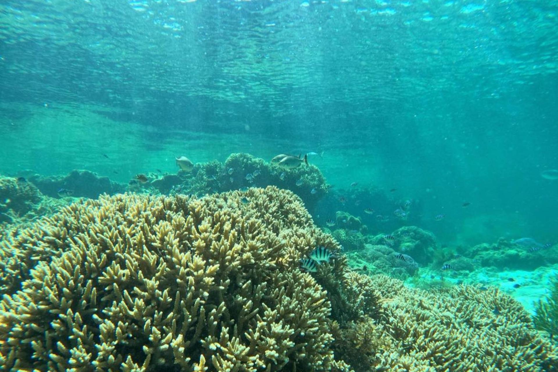 Rottnest Island Guided Snorkelling Tour - Thumbnail 10