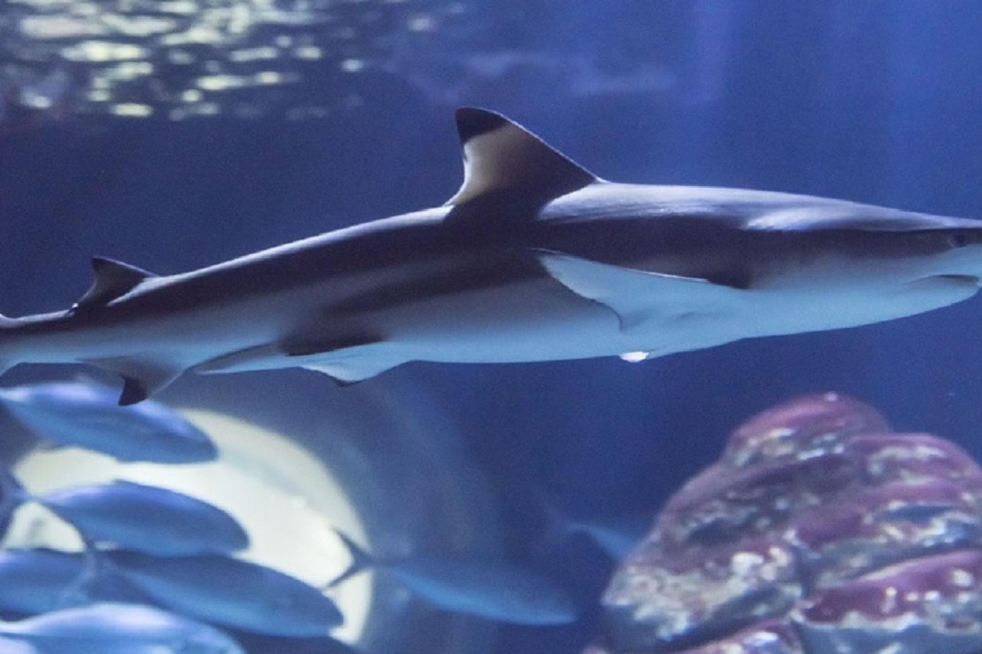Seaquarium Admission - Thumbnail 5