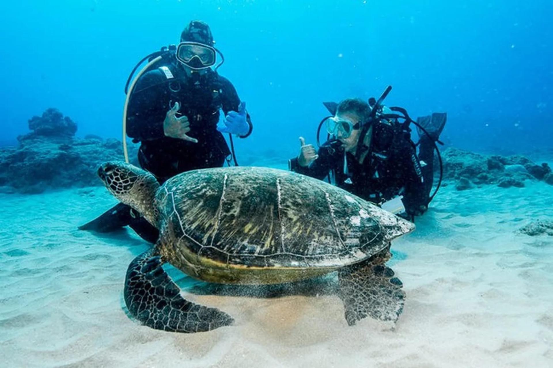 Honolulu Dive Expedition: 2-Tank Wreck & Reef with PADI 5* Center - Thumbnail 4
