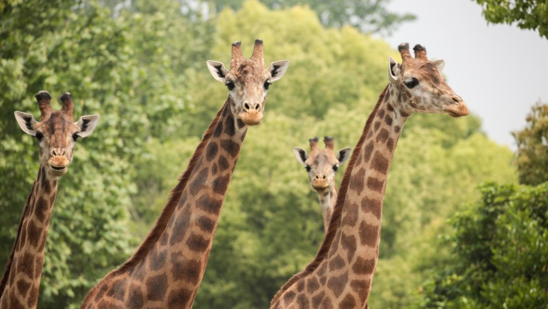 Shanghai Wild Animal Park Ticket - Thumbnail 6