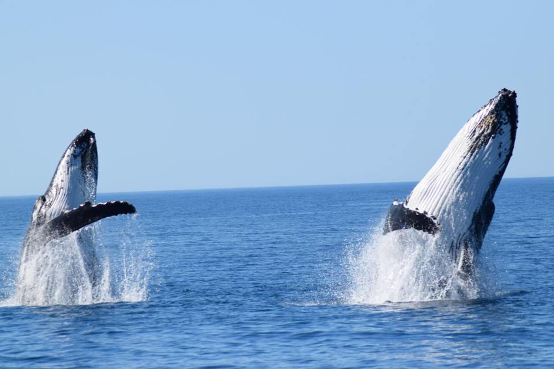 Whale Watching Tours from Perth & Margaret River - Thumbnail 4