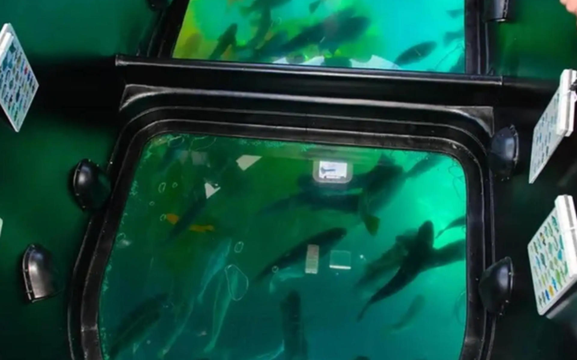 Ultimate Underwater & Coastal Cruise Adventure - Thumbnail 3