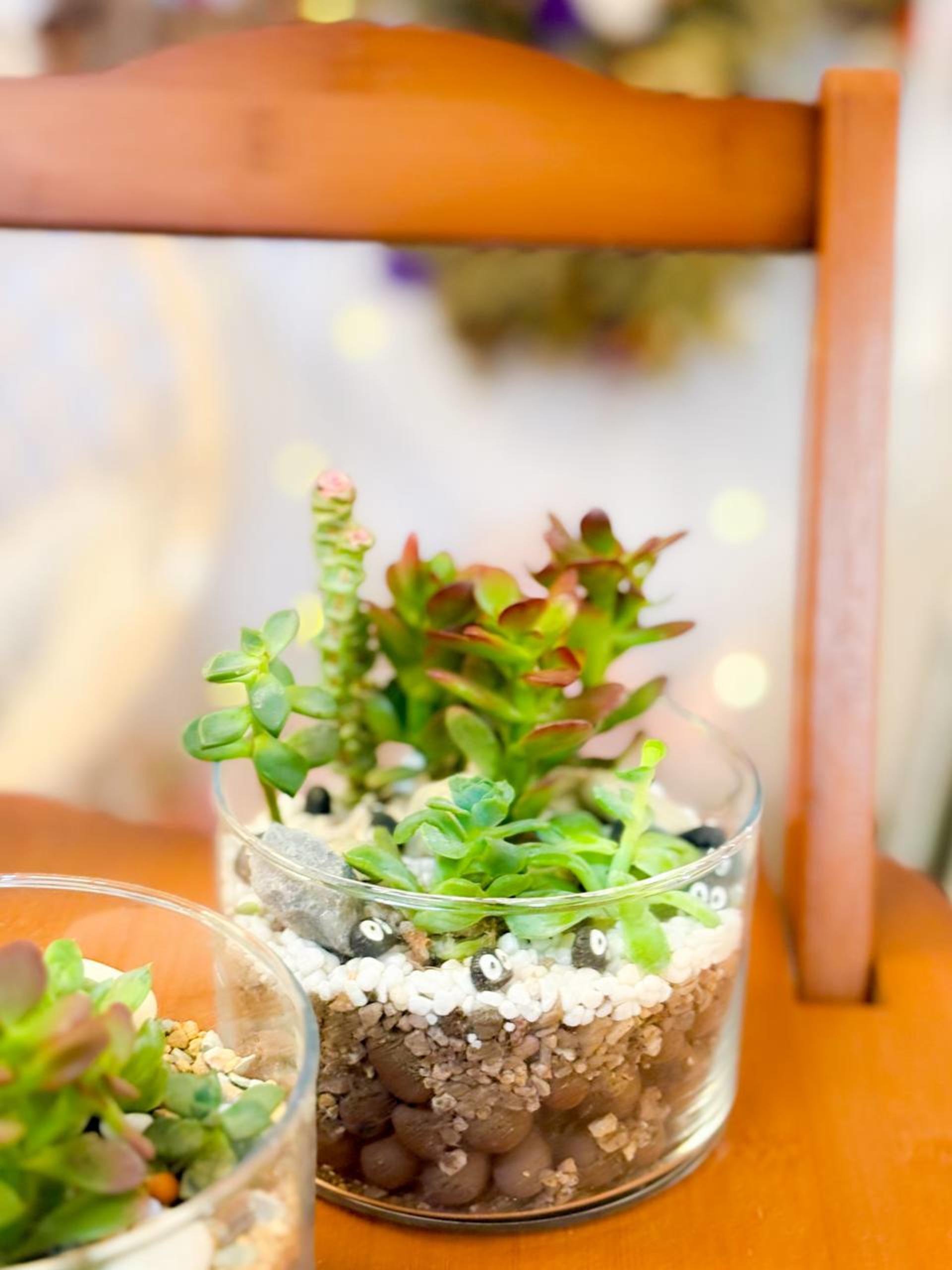 Myosotis Flower - Succulent Terrarium Workshop - Thumbnail 41