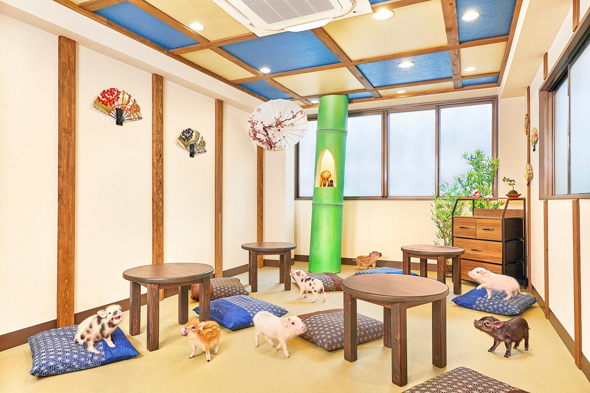 Micro Pig Cafe Experience in Kyoto - Image 1