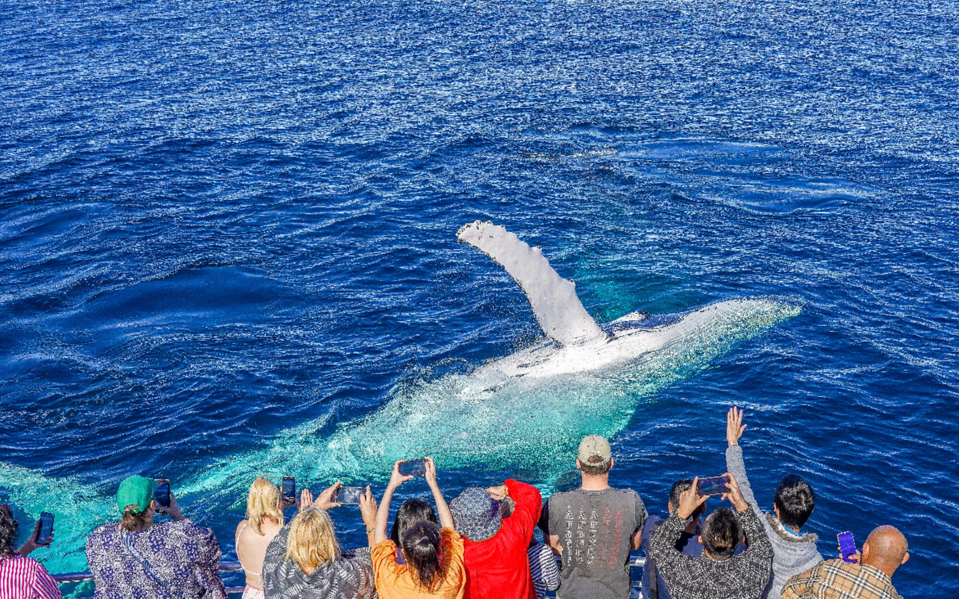 Sea World Whale Watching Experience with Sea World Ticket - Thumbnail 2