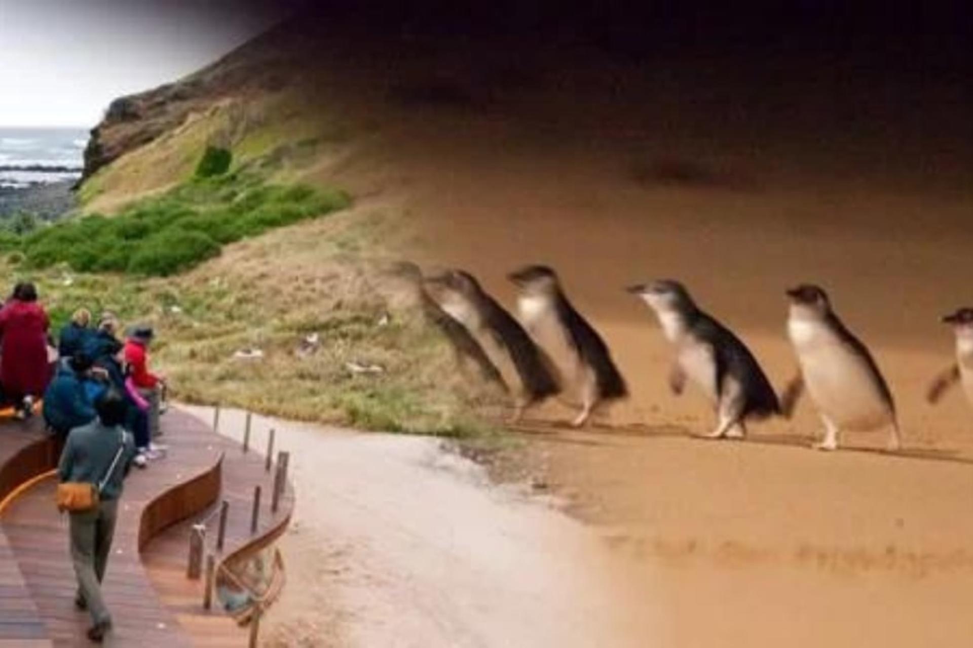 Melbourne Phillip Island Full-Day Private Penguin Parade Tour - Thumbnail 2