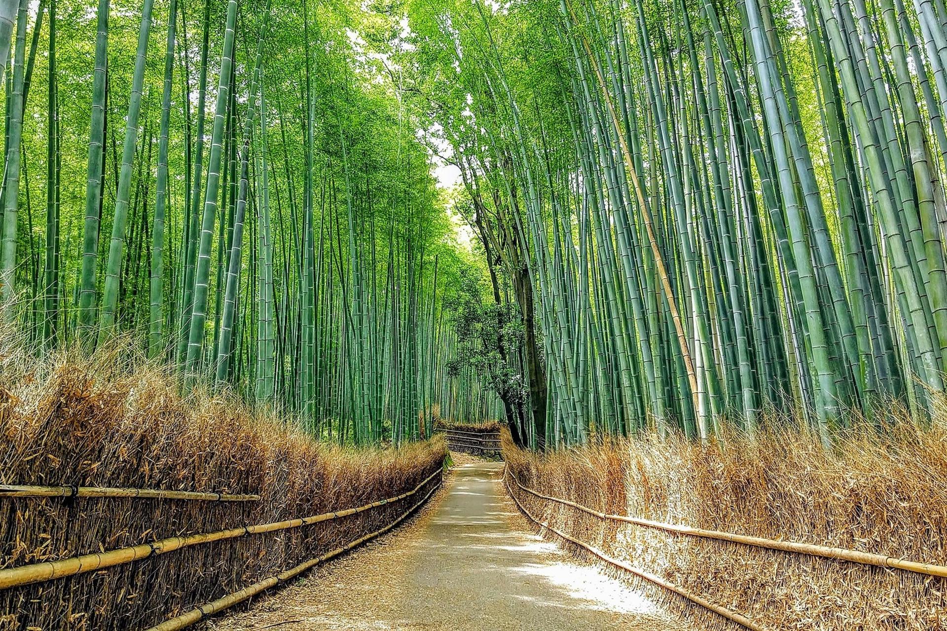 Kyoto Private One Day Tour with Hotel Pick-up from Osaka/Kyoto/Kobe - Thumbnail 4