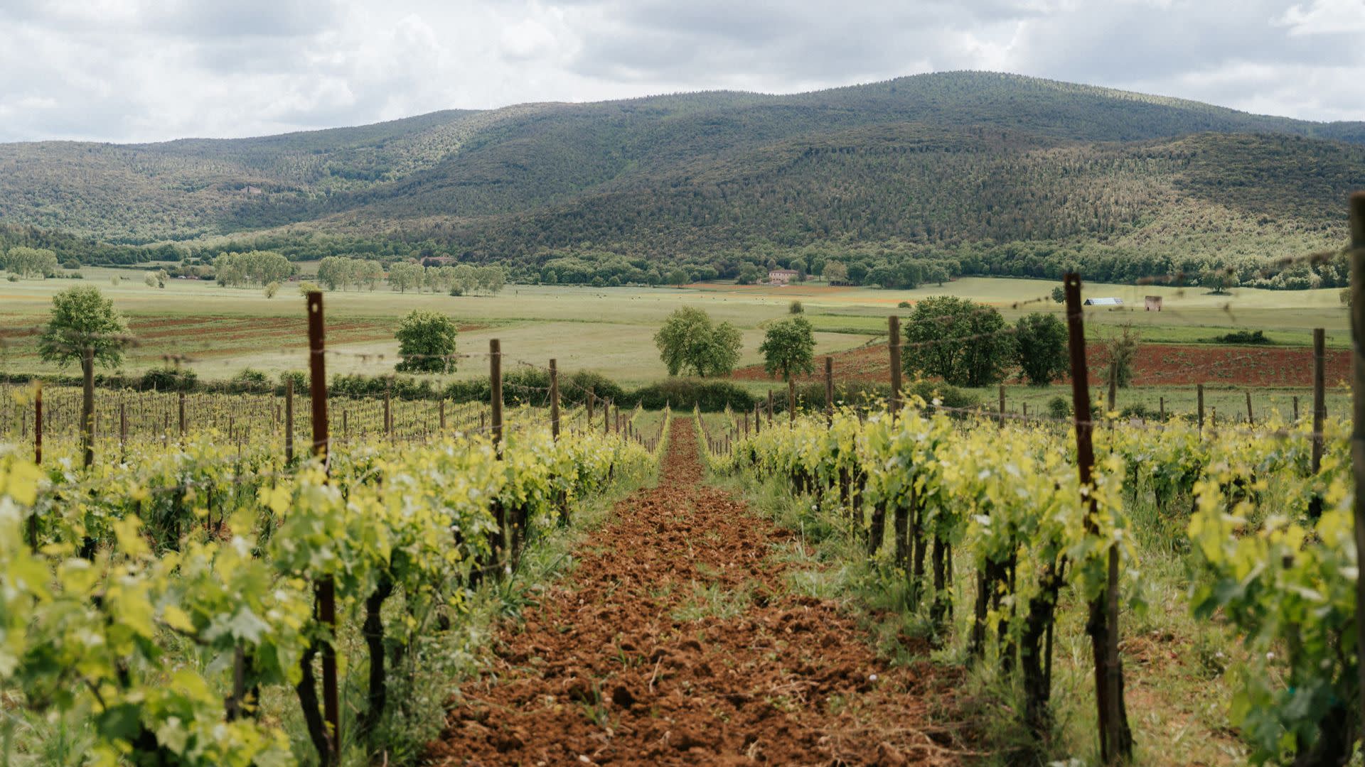 Siena, San Gimignano, and Chianti Wine Tasting Tour in Florence - Thumbnail 5