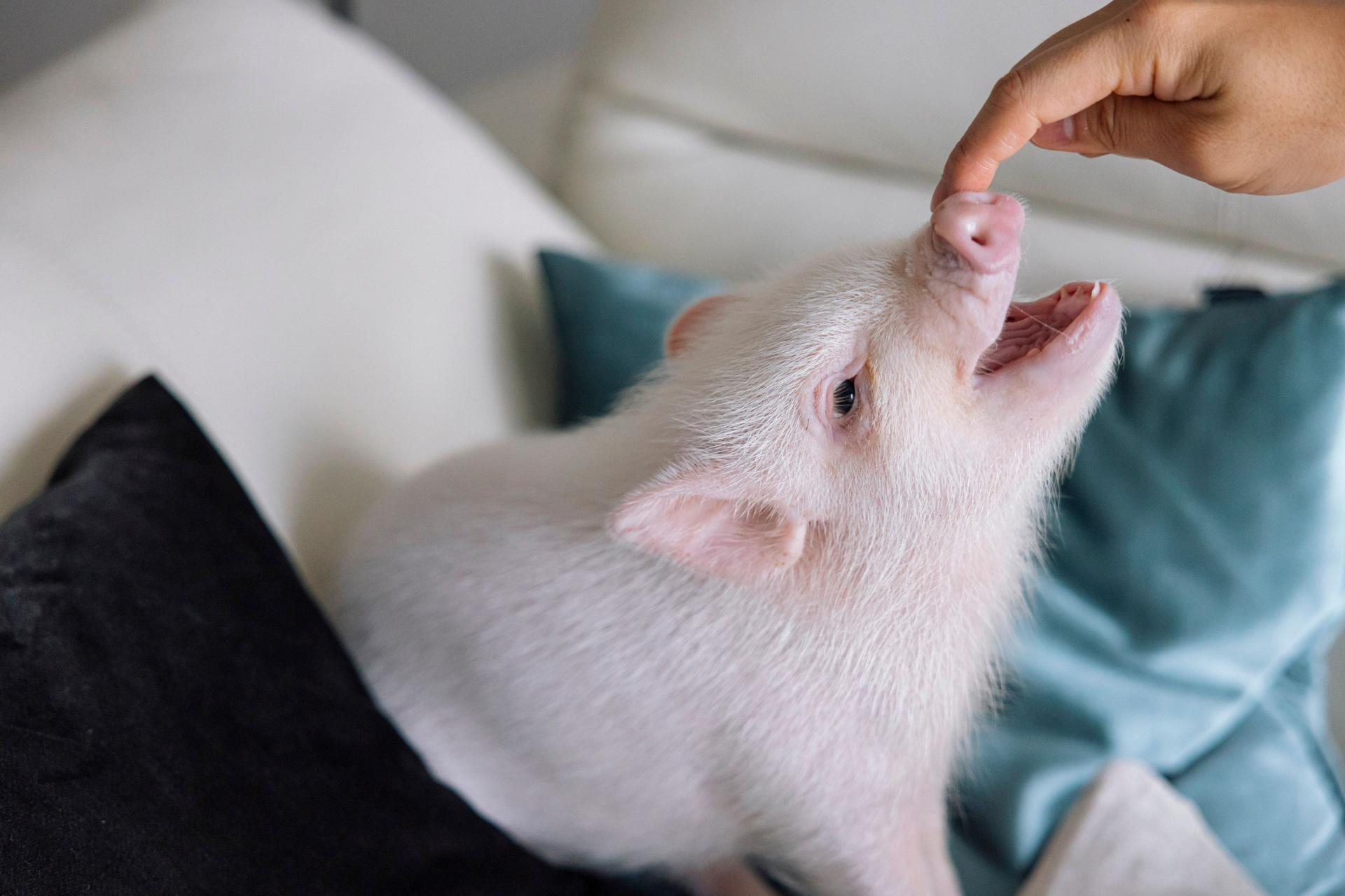 Private Room Micro Pig Cafe with Piglet Interaction and Snack Feeding Experience (Tokyo, Kichijoji) - Thumbnail 5
