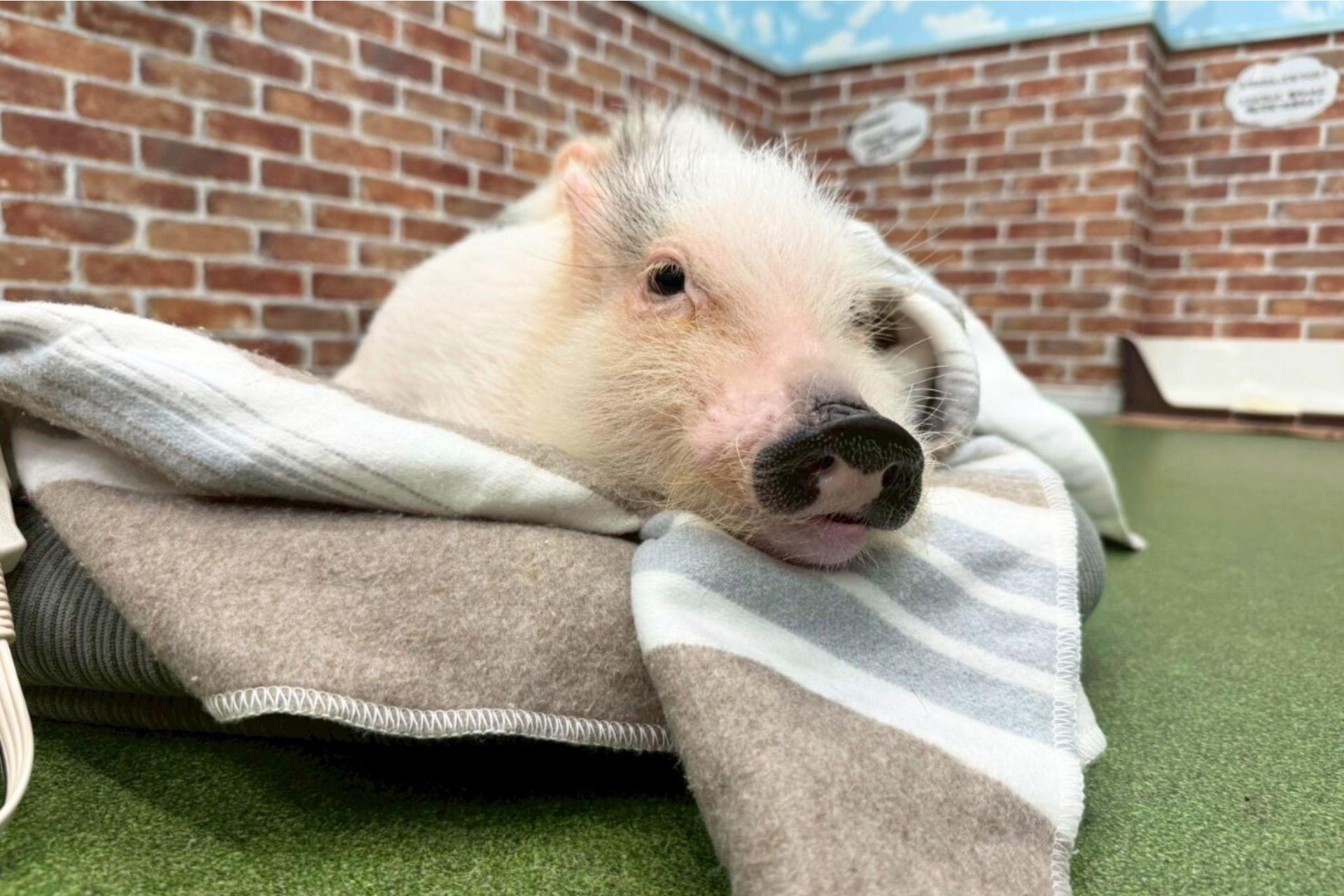 Micro Pig Cafe Experience in Osaka – Meet & Play at Buta Goya - Thumbnail 8