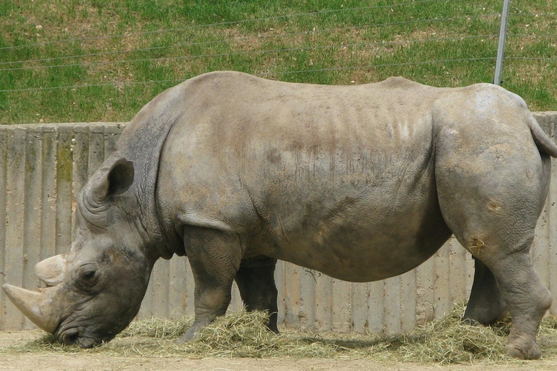 Zoo Aquarium Admission in Madrid - Thumbnail 7