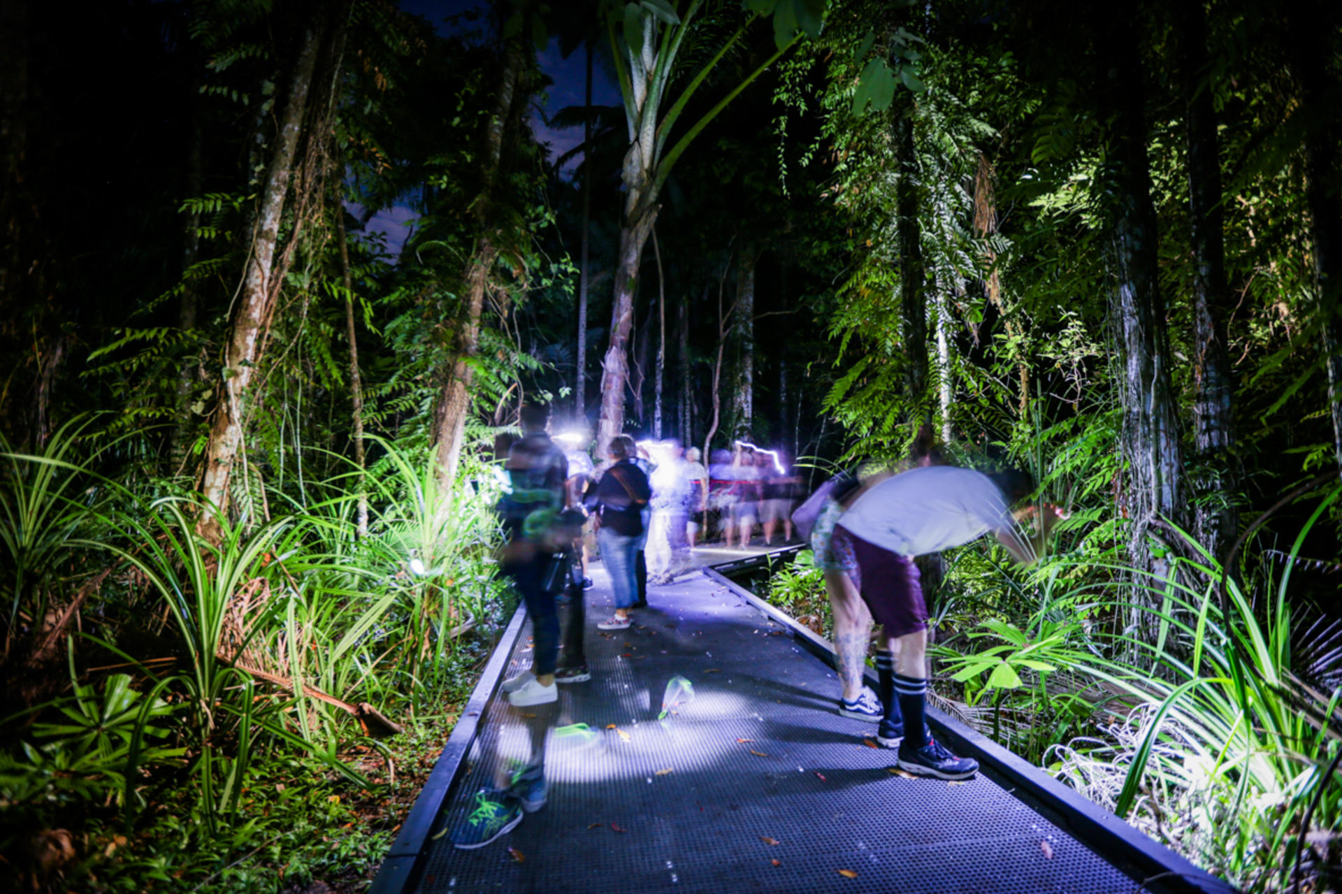Night Walk Photography Tour at the Cairns Botanic Gardens  - Image 1
