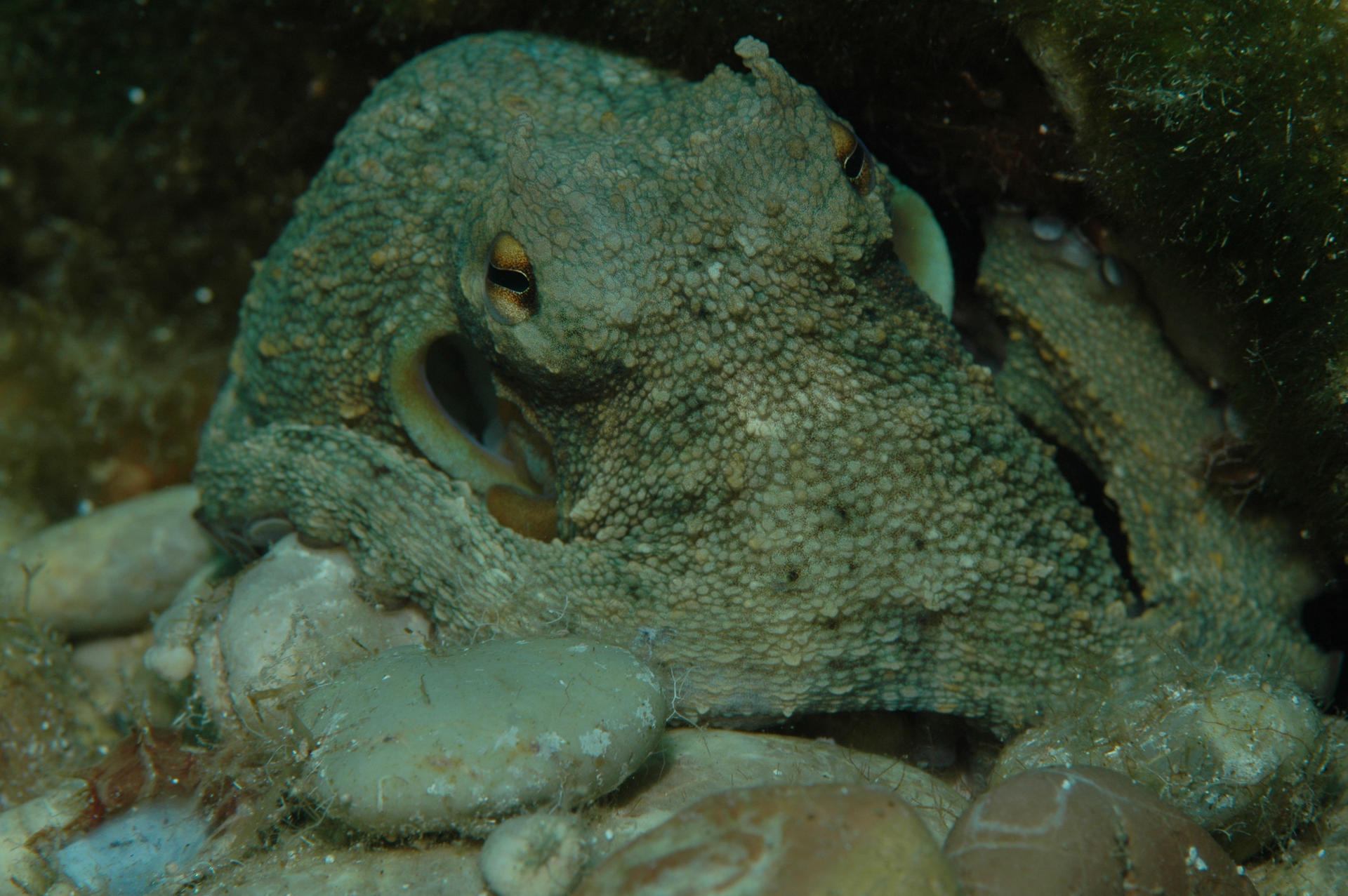 2 Tank Full-Day Dive Trip in Rhodes with PADI 5 Star IDC Resort - Thumbnail 6