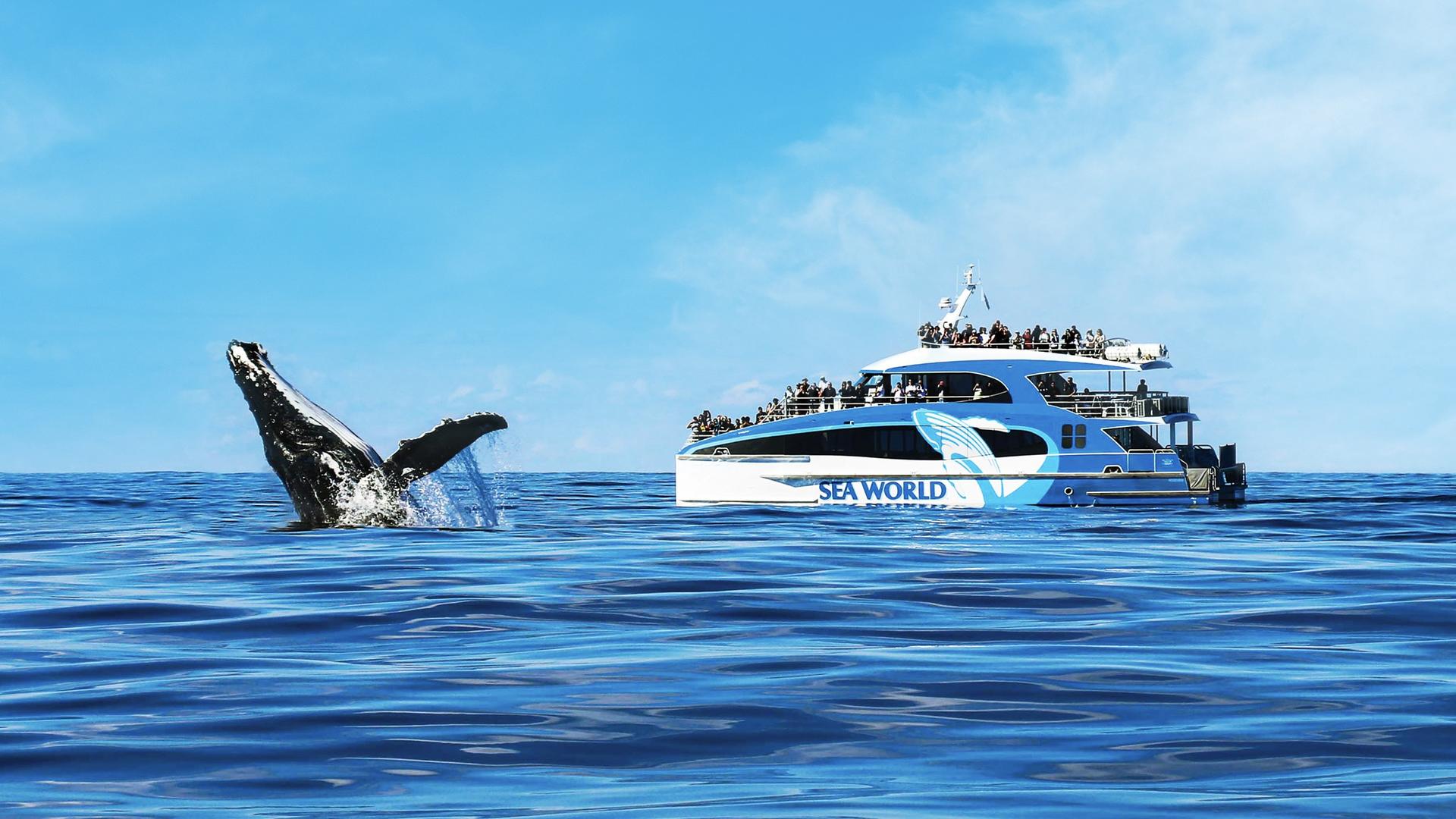 Sea World Whale Watching Cruise - Thumbnail 5