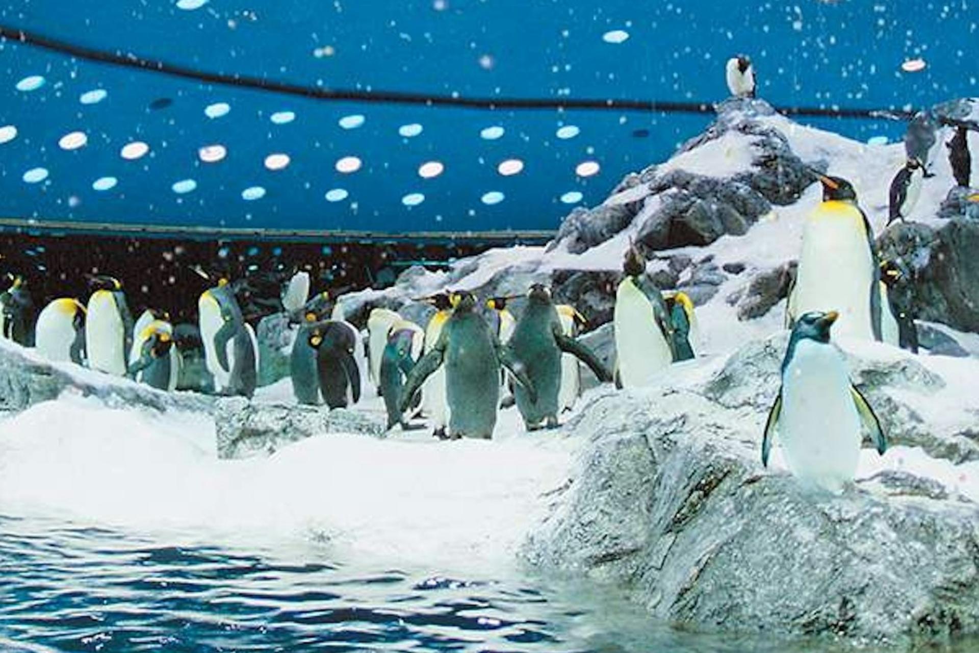 Loro Parque ticket with transfer in Tenerife - Thumbnail 6