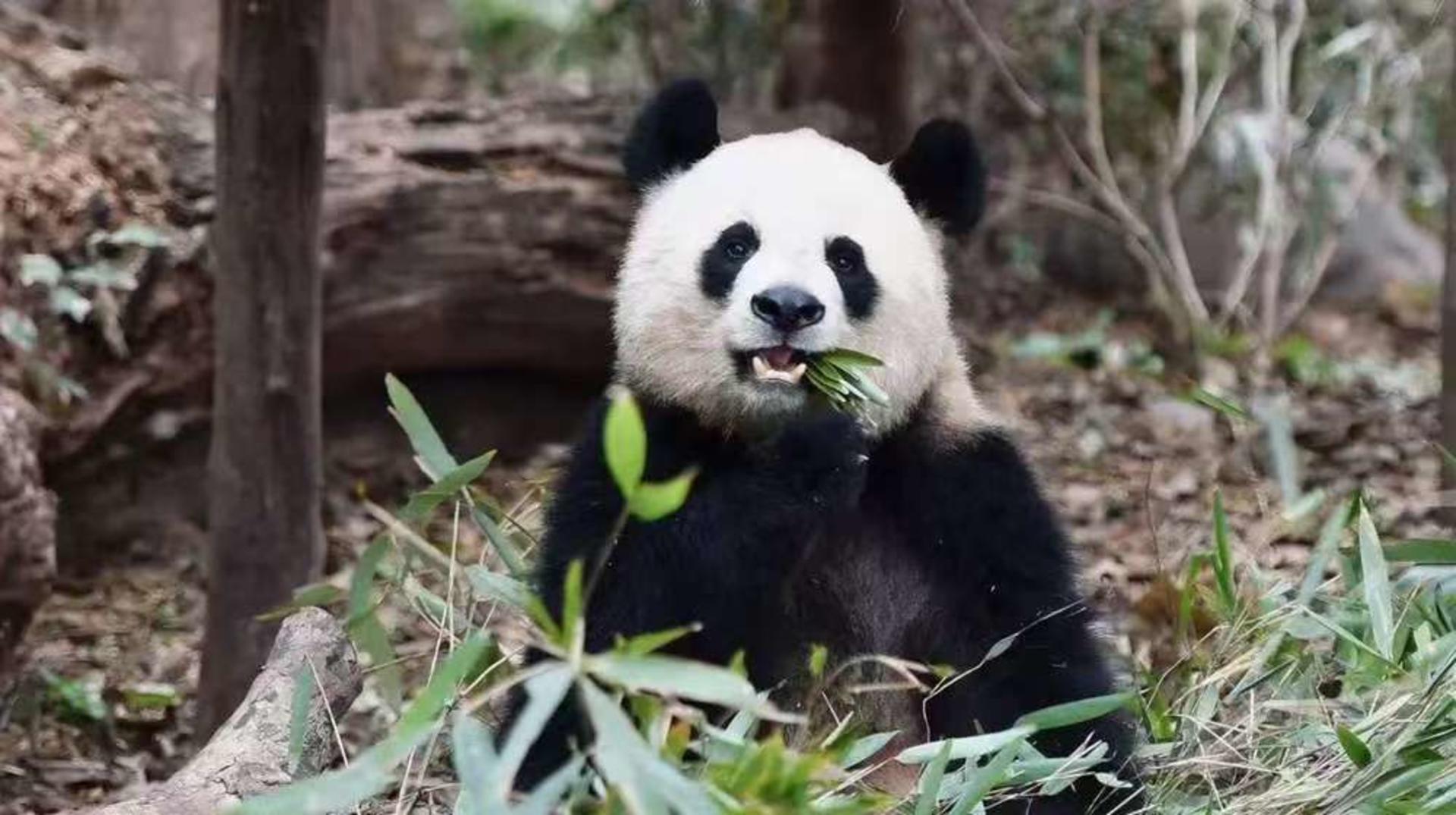 Chengdu Research Base of Giant Panda Breeding Half-Day Tour | Private Tour | Chinese, English and other language guides available - Thumbnail 4