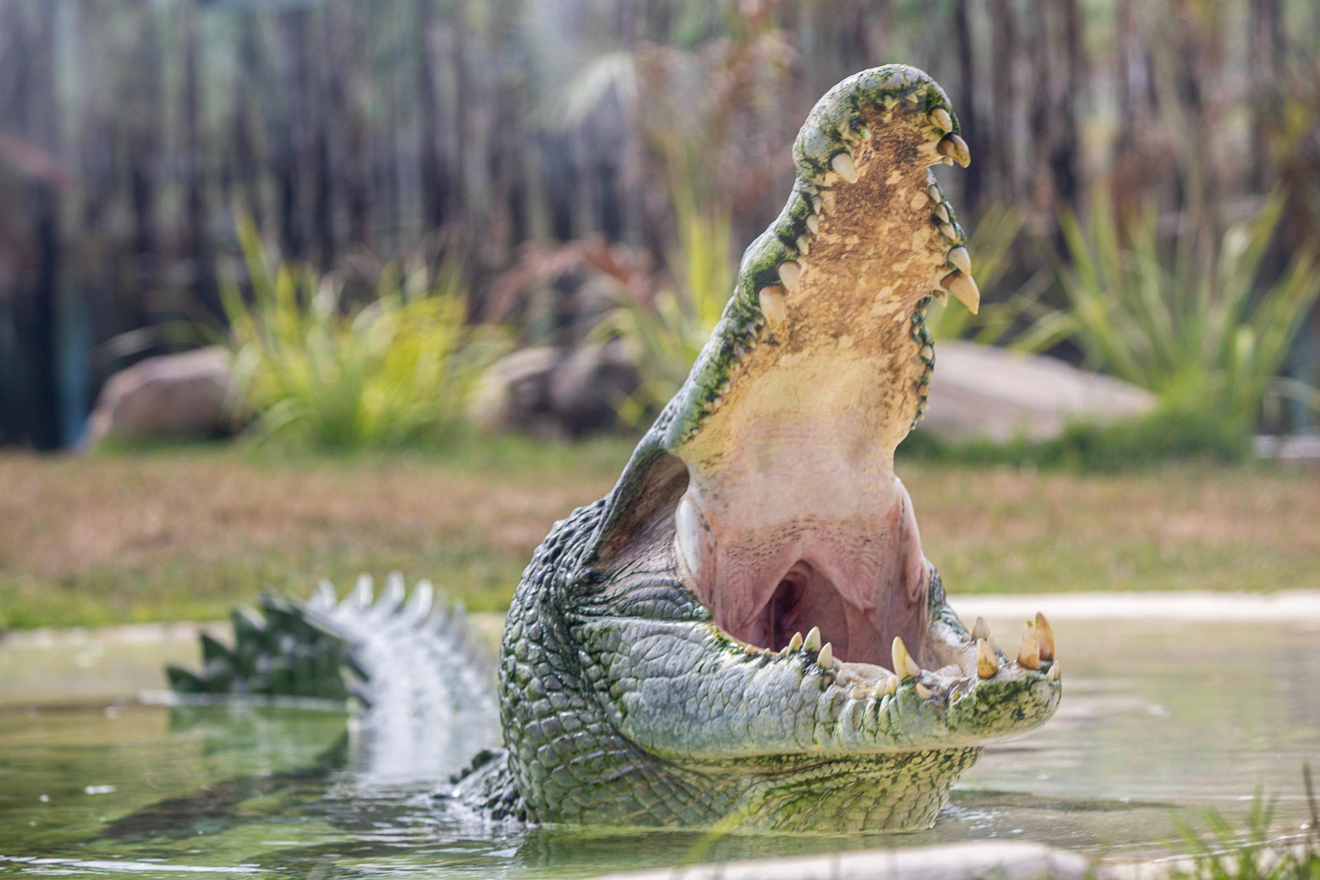 Sydney Zoo Ticket - Thumbnail 6