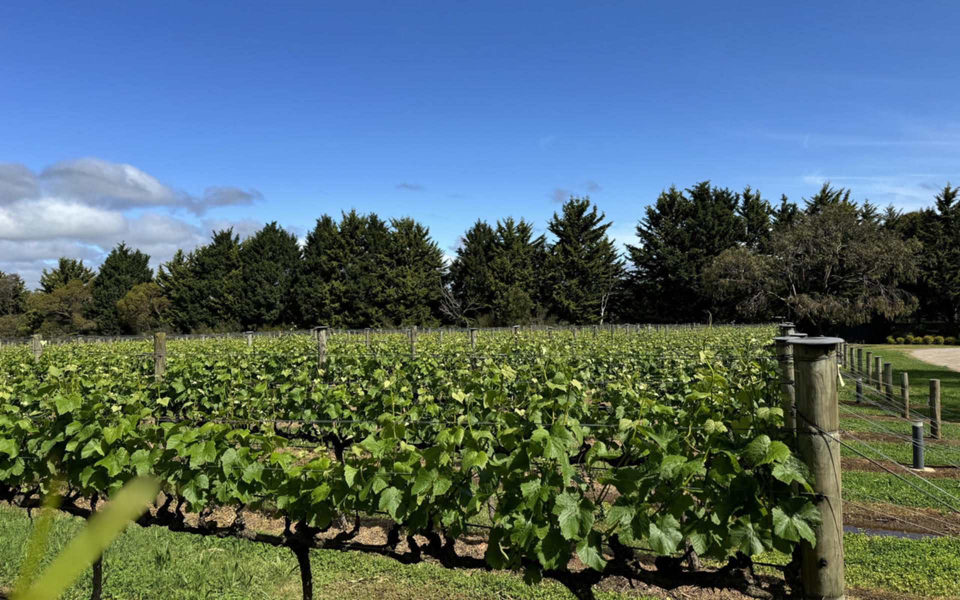 Melbourne Mornington Peninsula Full-Day Private Tour with Wine Tasting - Image 1