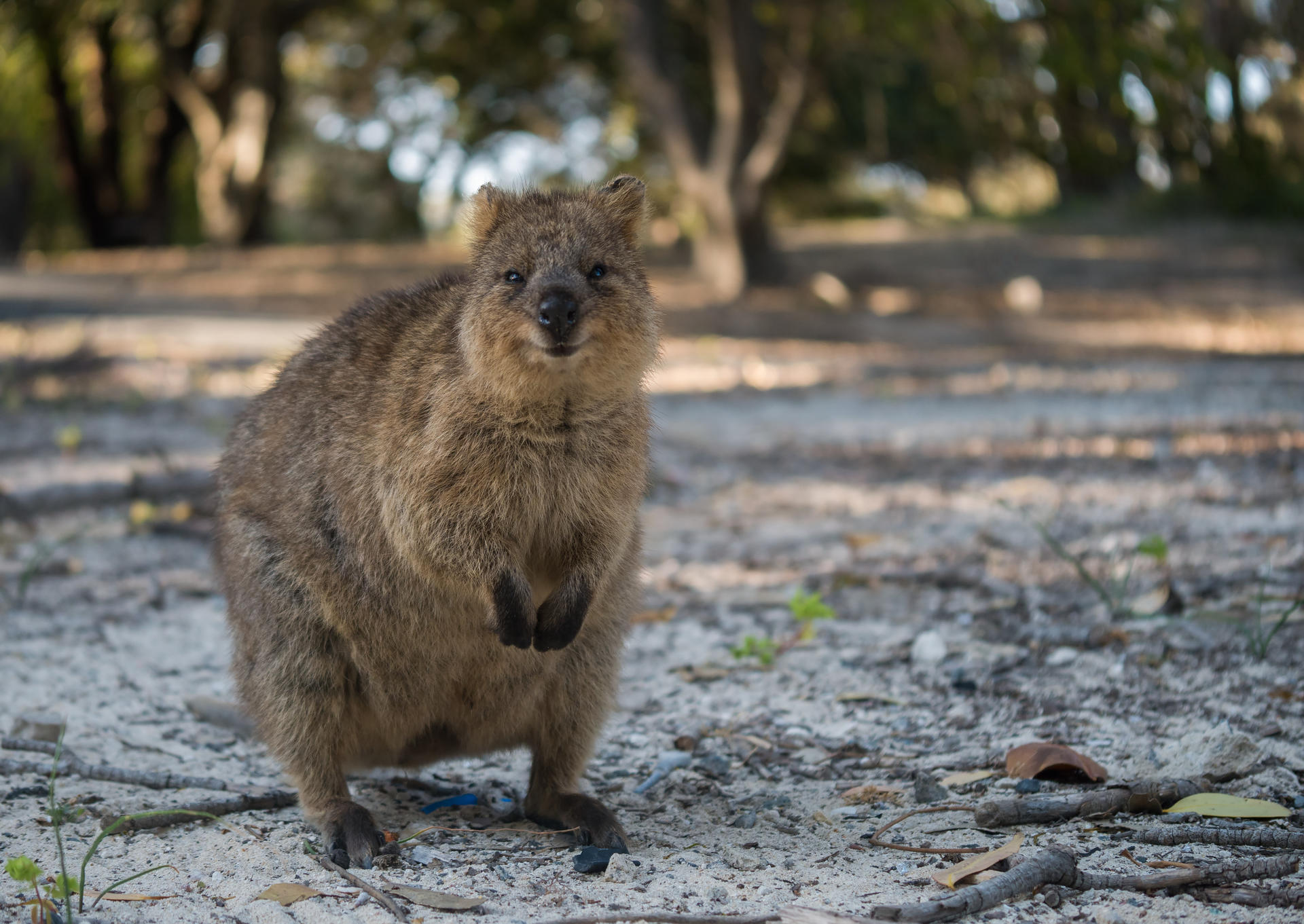 Rottnest Island Grand Island Bus and Train Tour - Thumbnail 3
