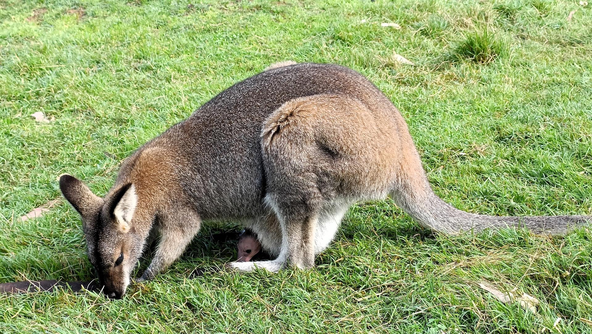 Splendors of Nature on a Blue Mountains Adventure Small Group Tour - Thumbnail 16