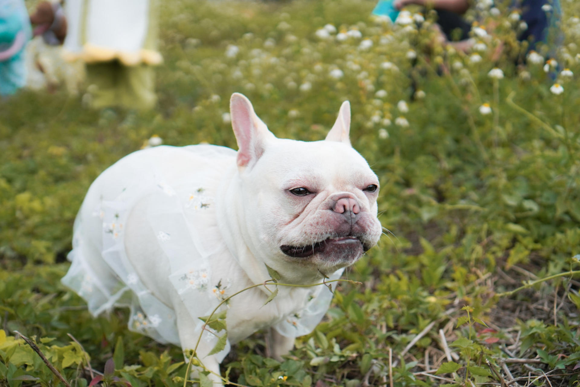 Kate.jpggg - Pet Photography (Custom Location - 2-Hour Shoot) - Thumbnail 3