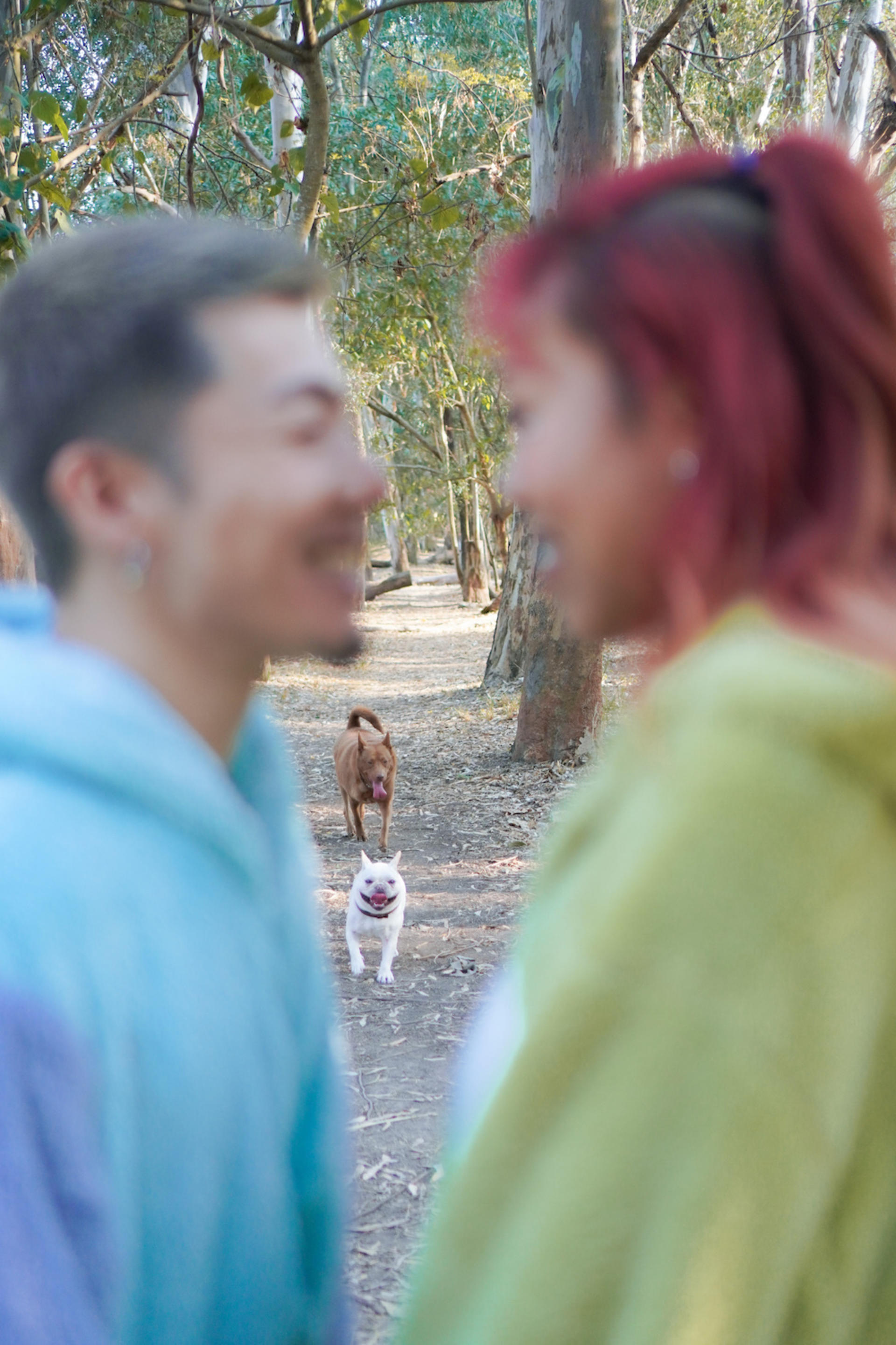 Kate.jpggg - Pet Photography (Custom Location - 2-Hour Shoot) - Thumbnail 7