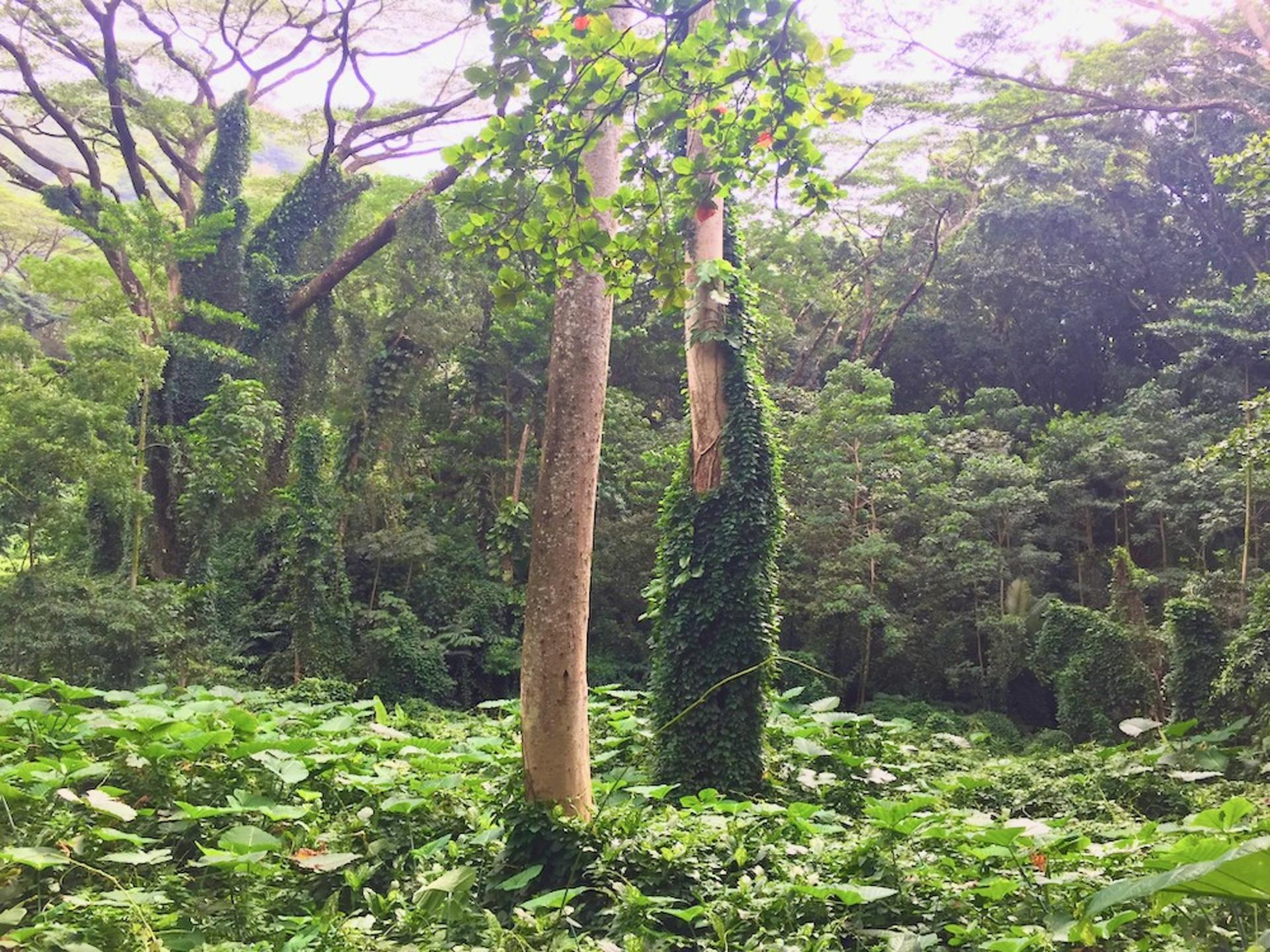 Manoa Falls Hiking Tour in Oahu - Thumbnail 4