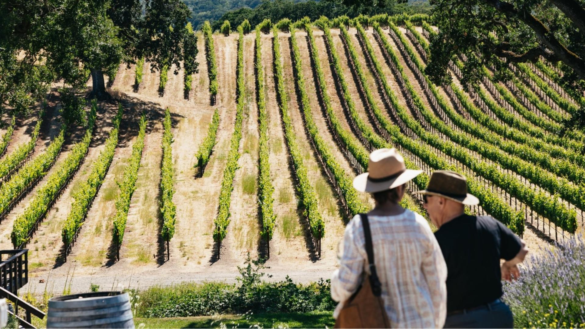 Napa Valley and Sonoma Full Day Wine Tour - Thumbnail 4