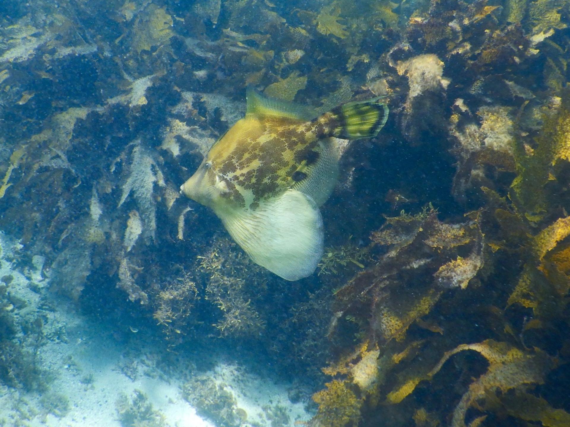 Private Snorkeling Tour In Sydney's Marine - Thumbnail 6