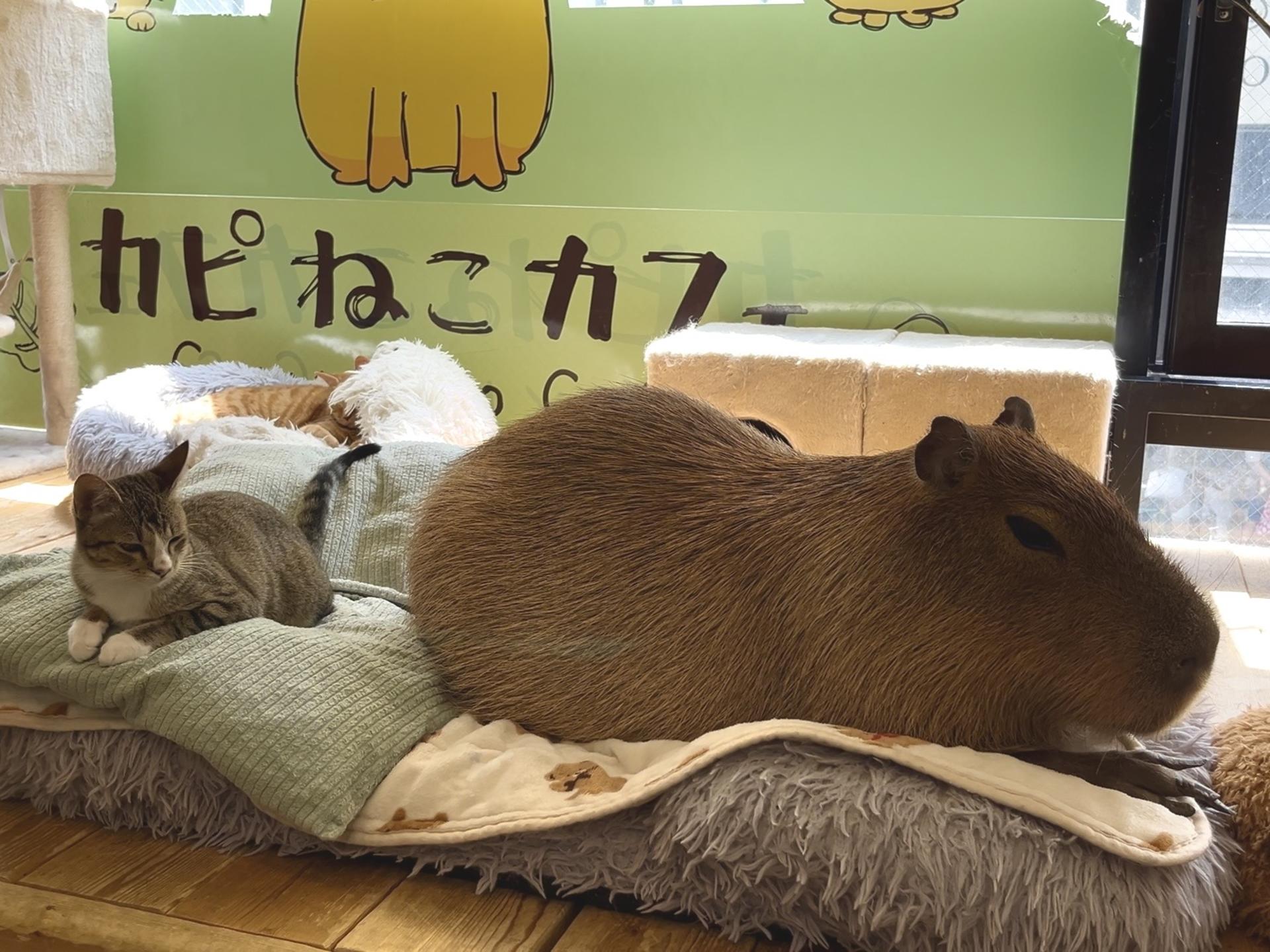 Cozy Cat Therapy in Kichijoji: Hang Out with Rescued Cats in Tokyo - Thumbnail 19
