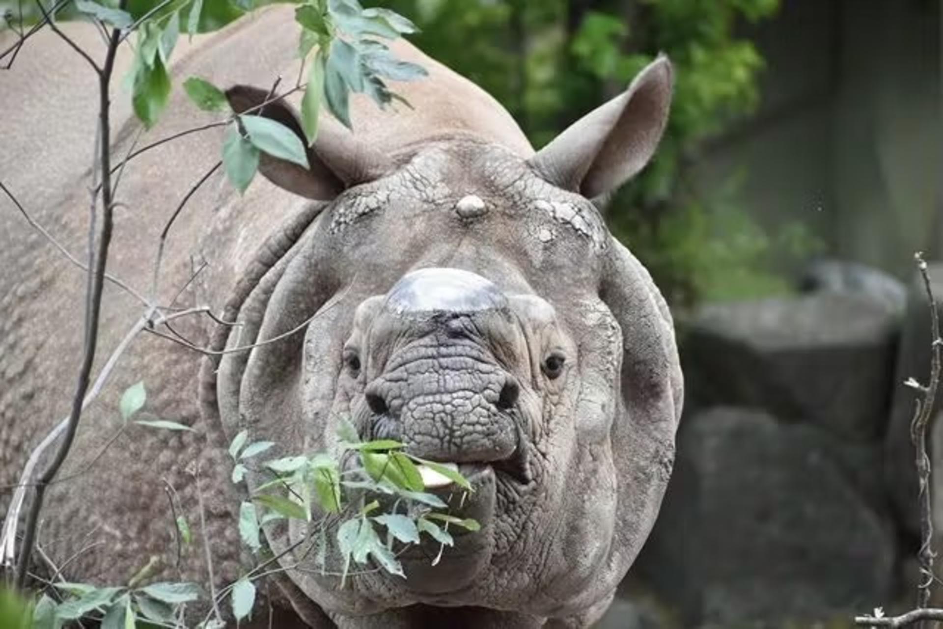Nagoya-City Higashiyama Zoo and Botanical Gardens - Thumbnail 2