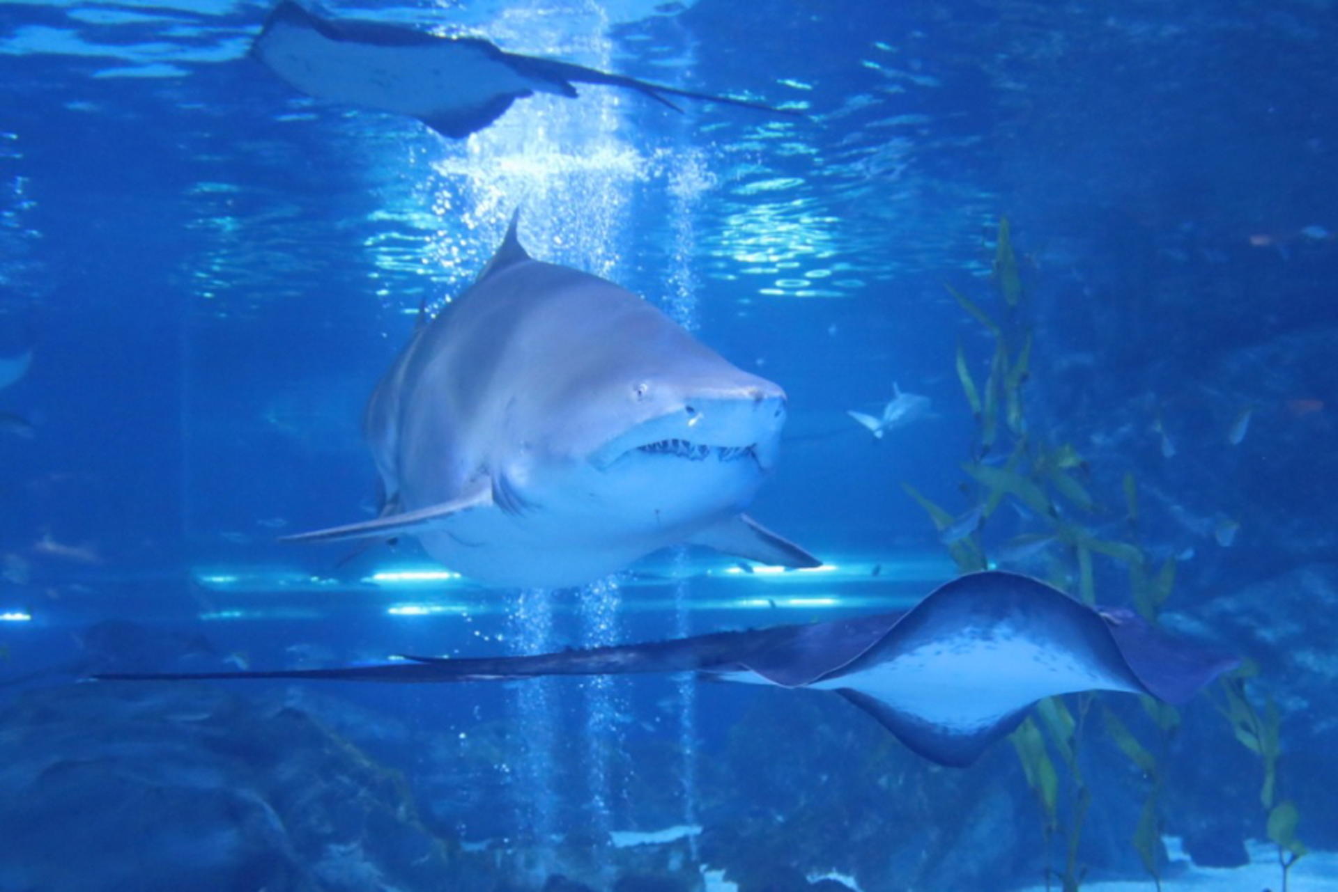 SEA LIFE COEX Seoul Aquarium Ticket - Thumbnail 4