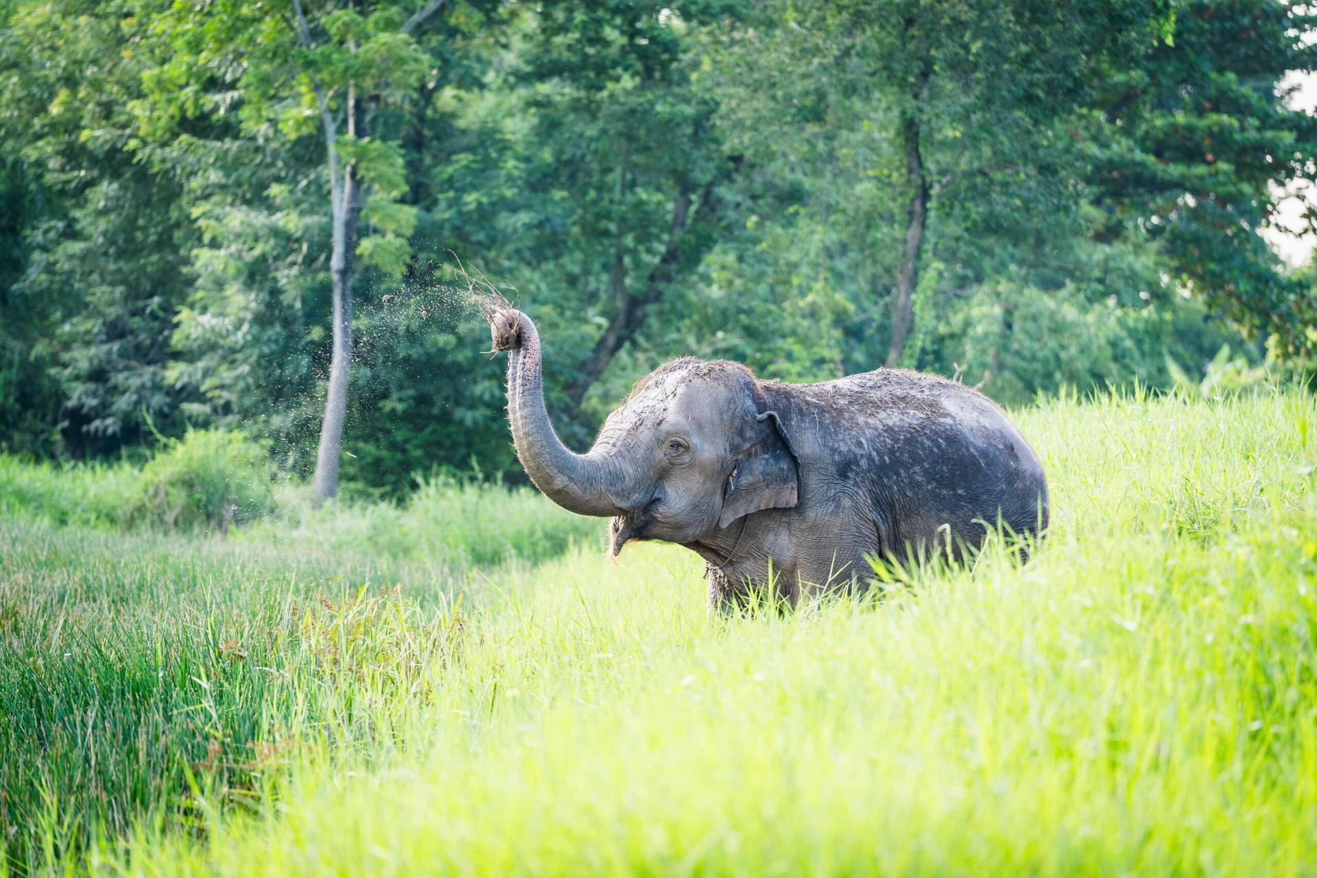 Love Elephant Sanctuary Bangkok Experience - Thumbnail 3