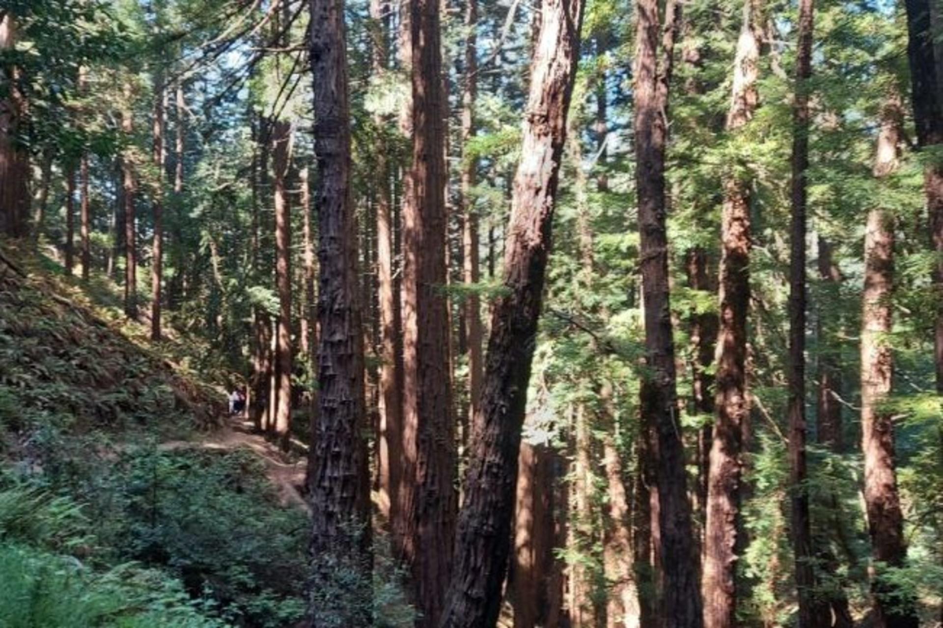 Muir Woods and Sausalito Half-Day Small Group Tour - Thumbnail 5