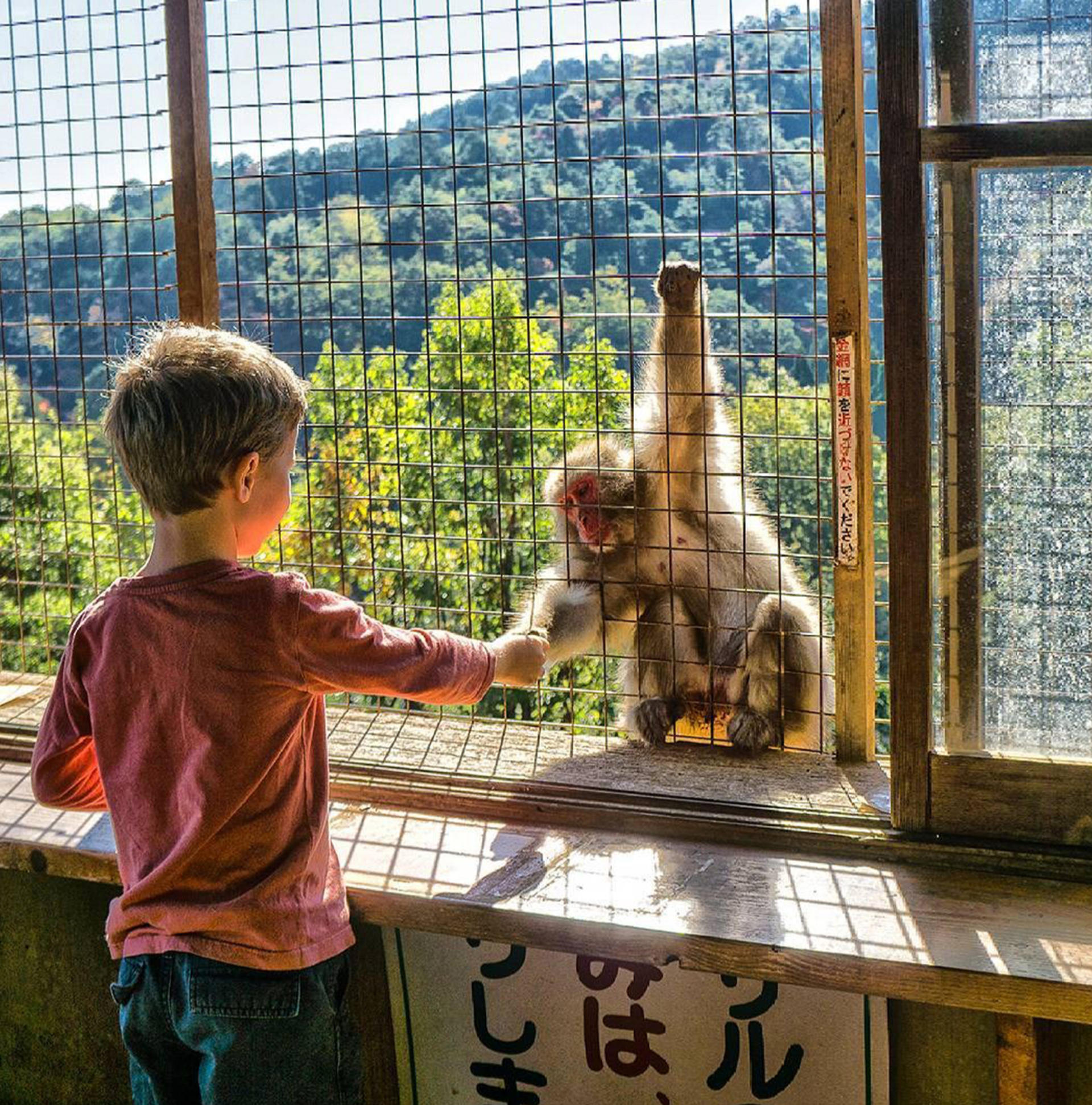 Kyoto, Arashiyama, Nara: Sagano Scenic Railway, Bamboo Forest Path, Yuzen Forest of Light, Nara Park, Fushimi Inari Shrine, Chiikawa Store Visit Day Trip | Departure from Osaka - Thumbnail 19