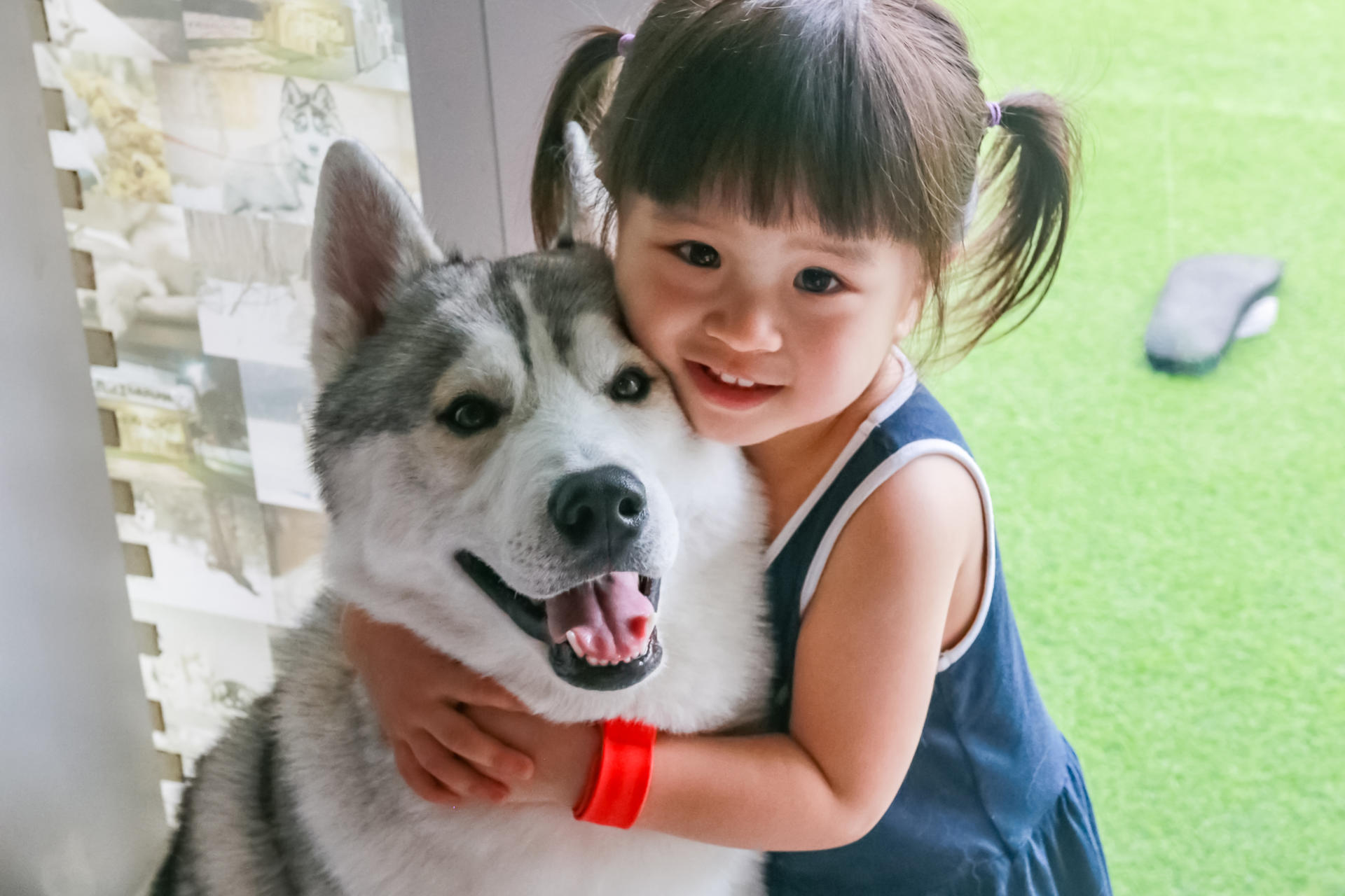 Siberian Husky and Shiba Inu Experience Centre in Melaka - Thumbnail 7
