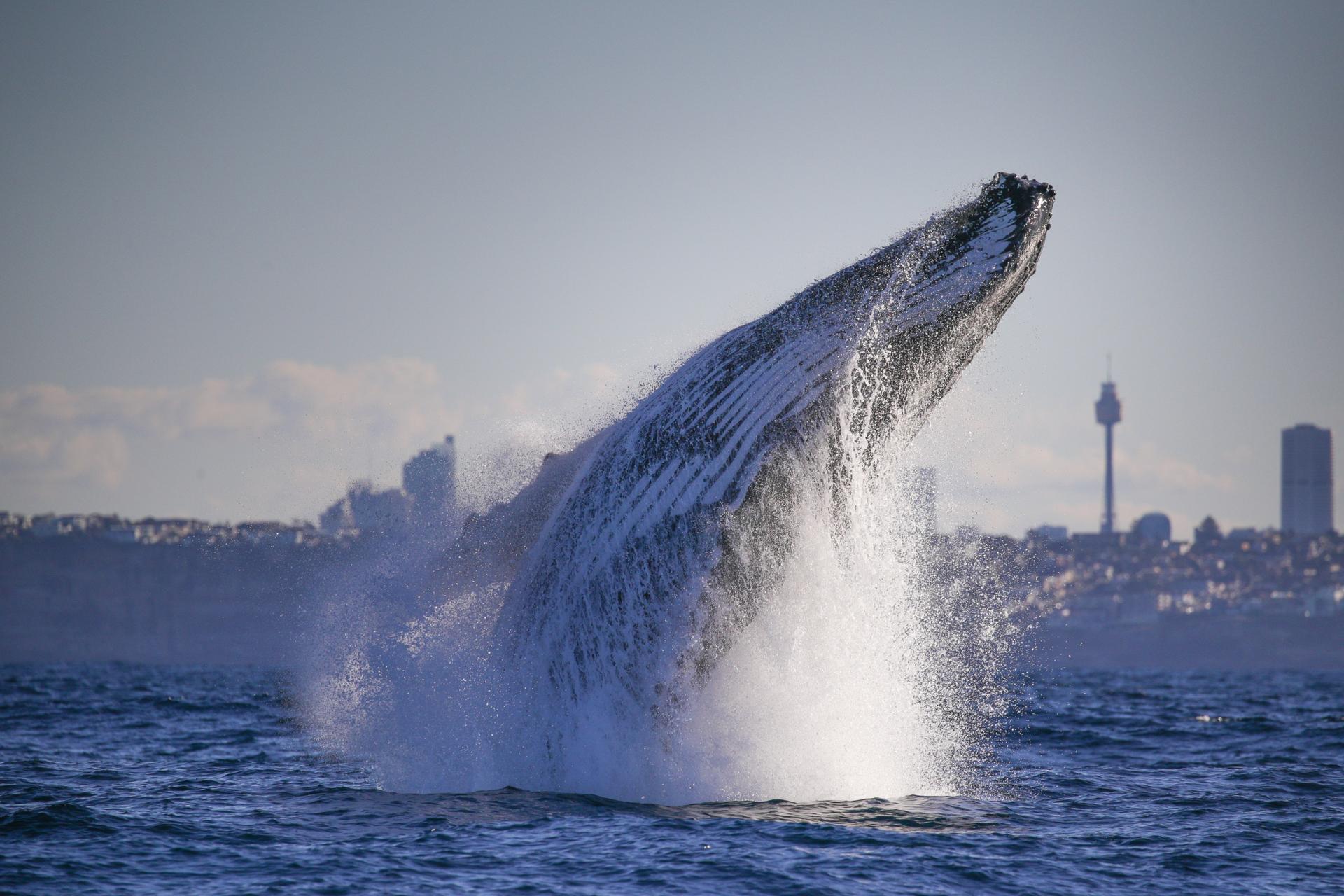 2.5-Hour Whale Watching Discovery Cruise on Sydney Harbour - Thumbnail 4