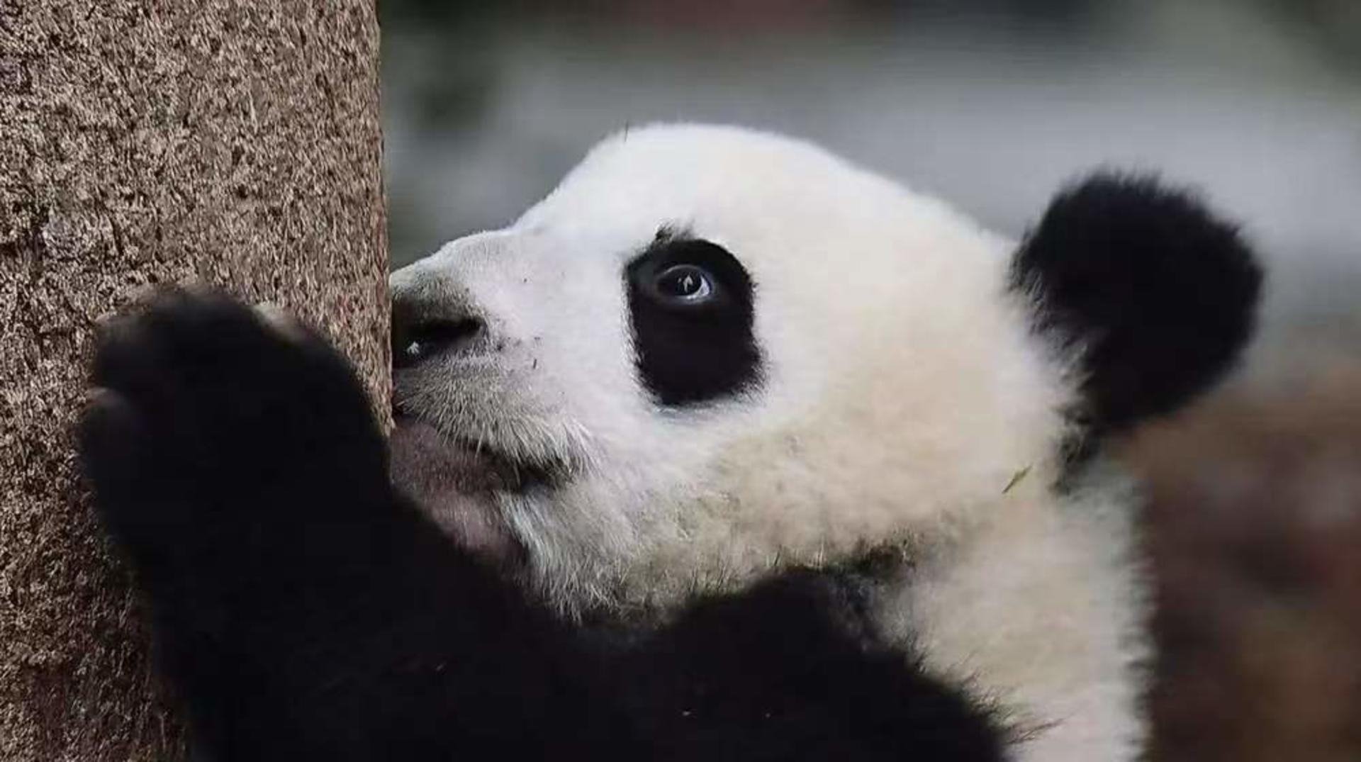 Chengdu Research Base of Giant Panda Breeding Half-Day Tour | Private Tour | Chinese, English and other language guides available - Thumbnail 13
