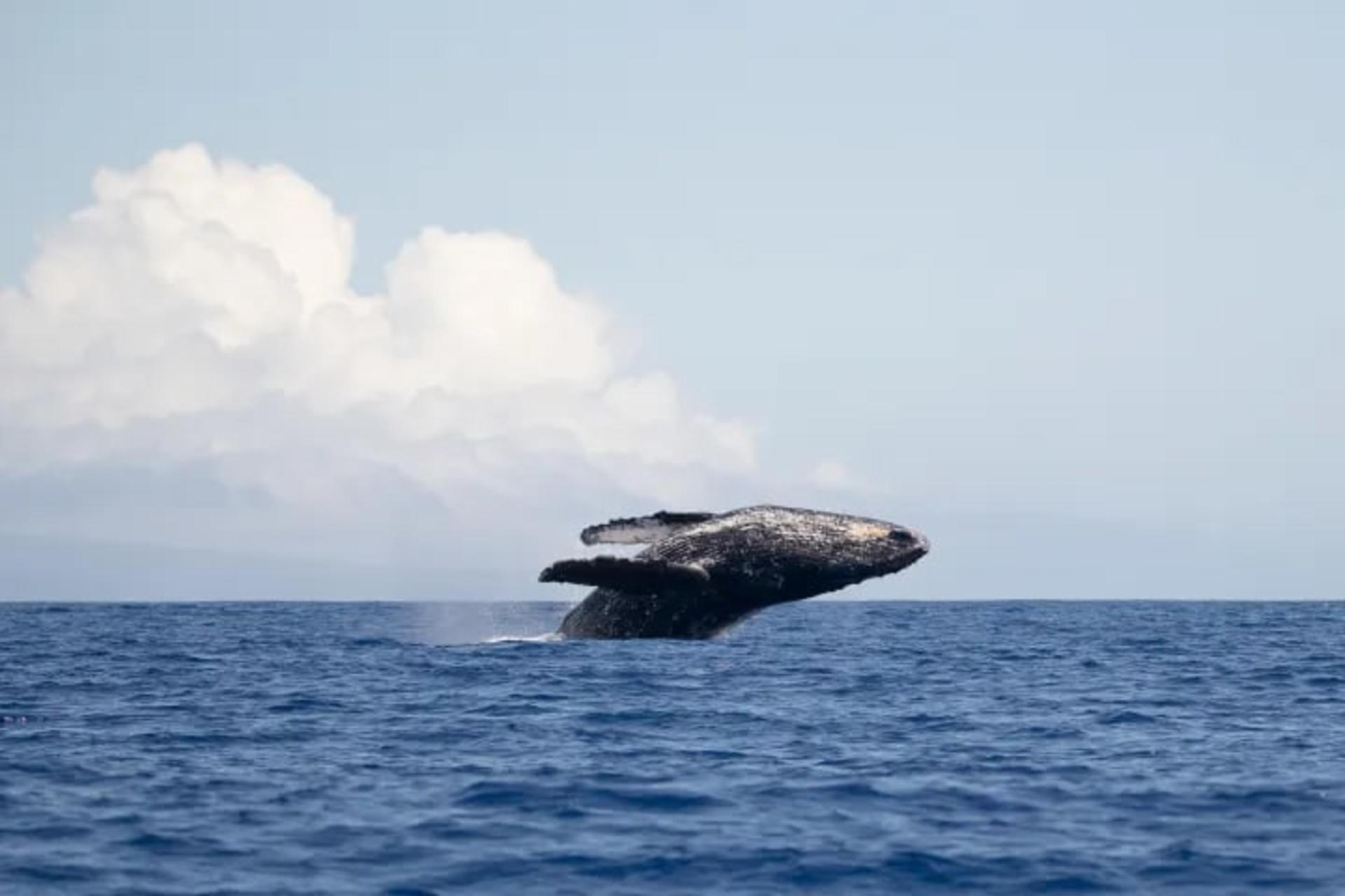 Whale Watching Cruise Experience in Maui by Quicksilver - Thumbnail 4