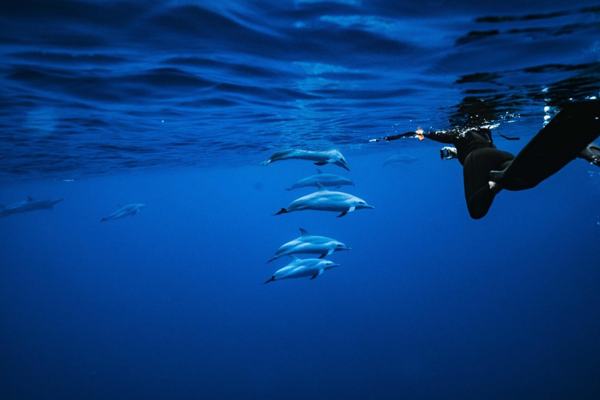 Dolphin Swim and Snorkel With Ocean Activities in Oahu - Thumbnail 6