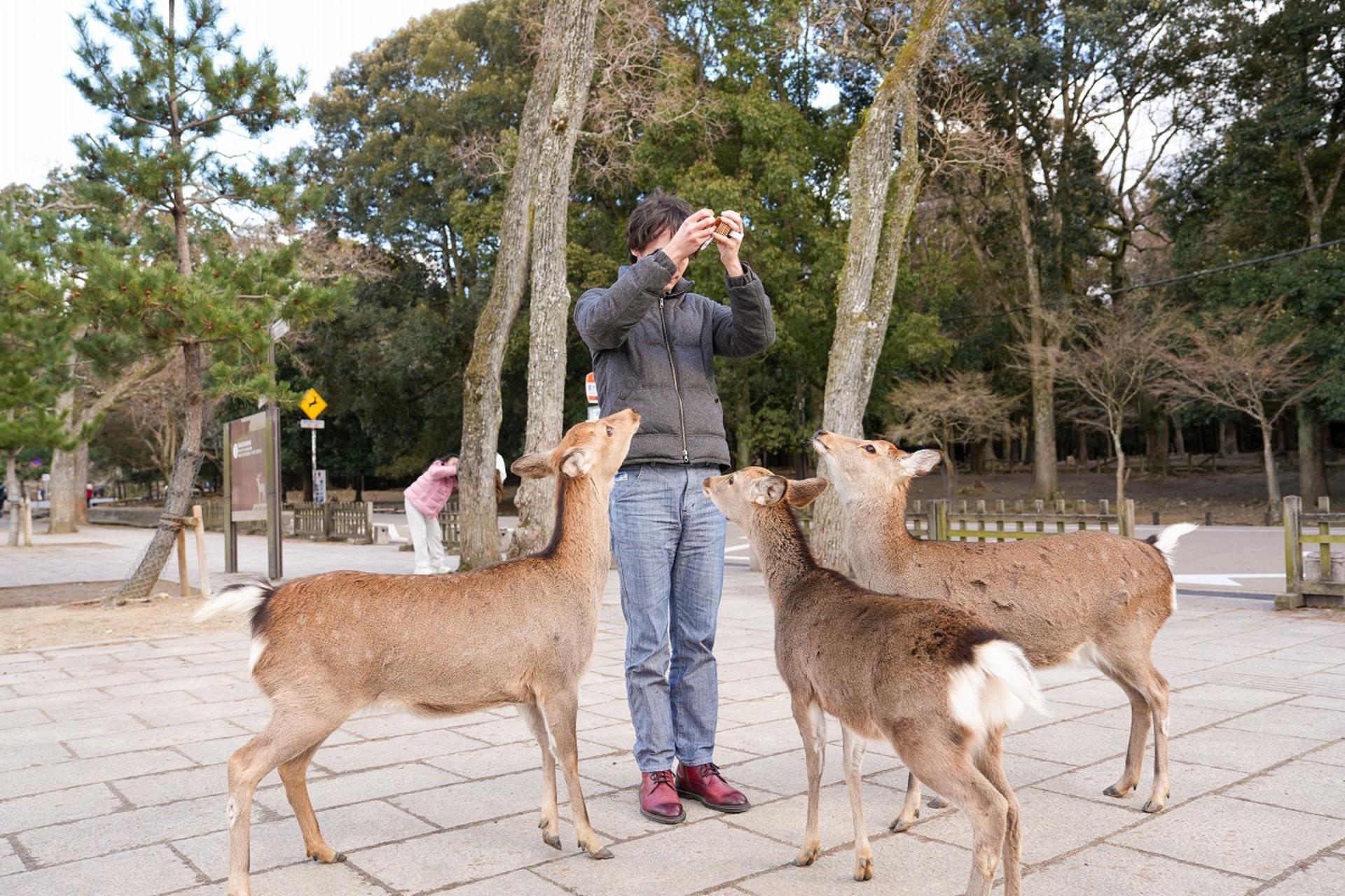 1-Day Nara & Osaka Private Highlights Day Tour  - Thumbnail 21