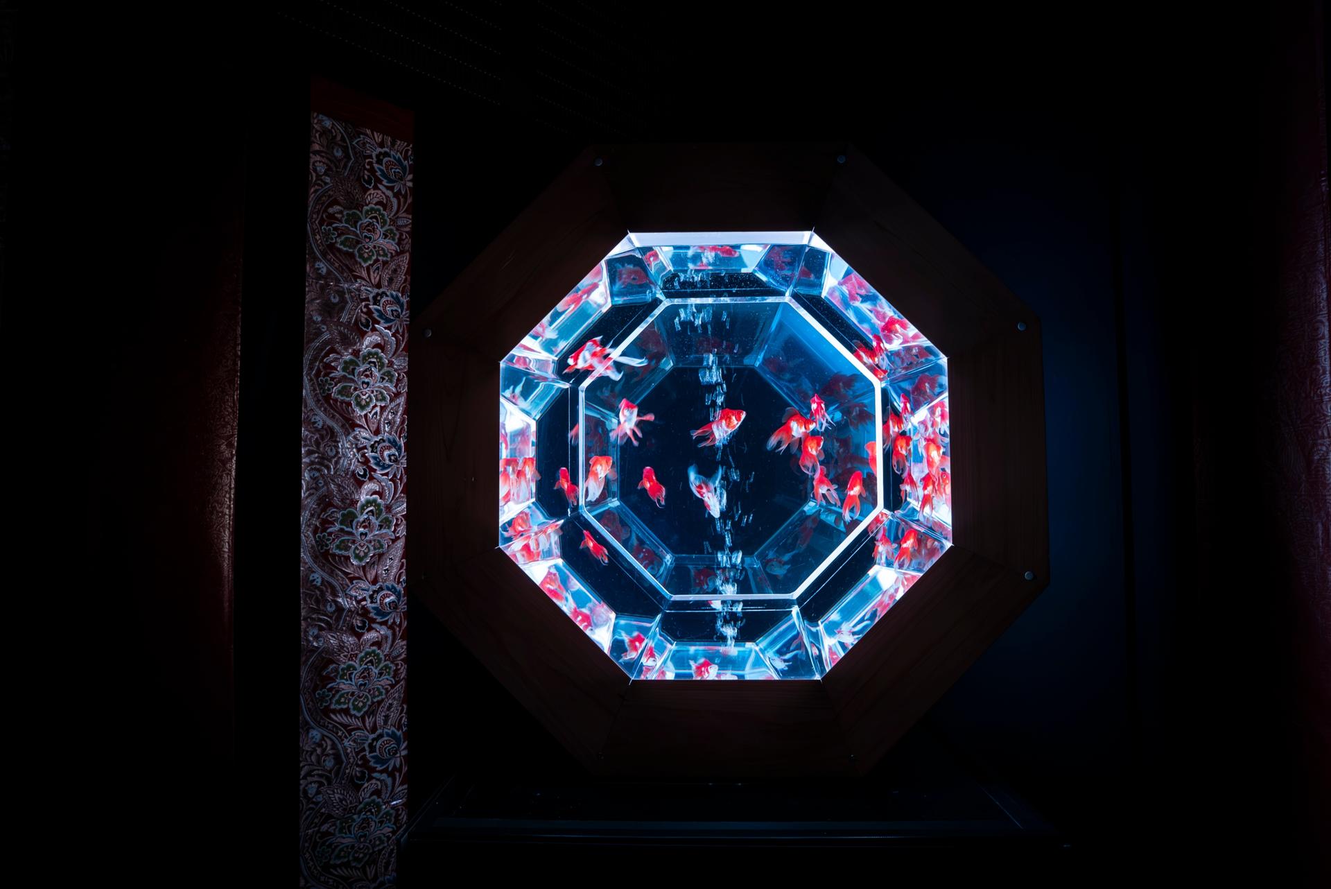 Art Aquarium Exhibition in Nagoya - Thumbnail 9